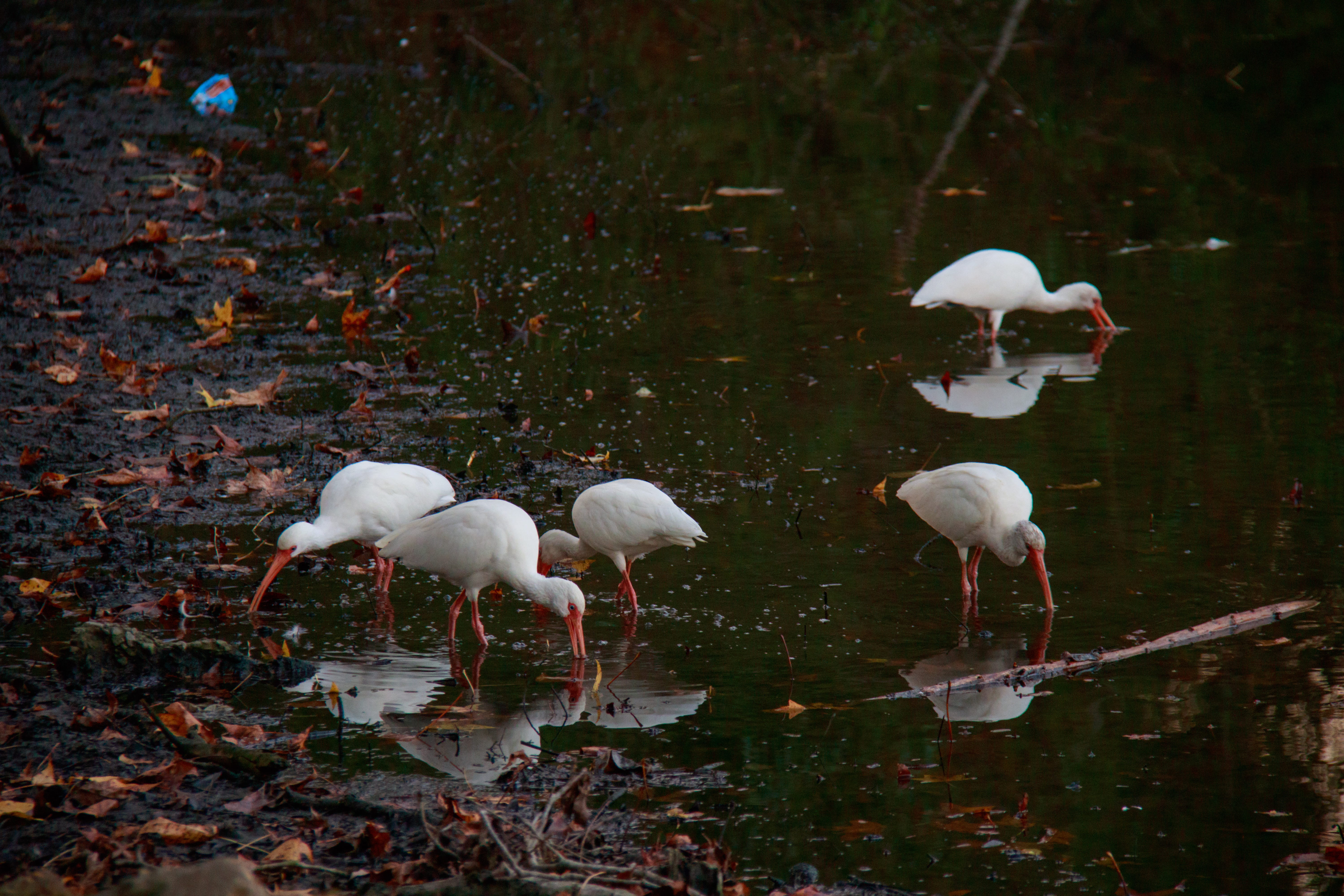 flock of birds, wildlife, beauty in nature, day, baton rouge, outdoors, animal, ibis, united states, vertebrate, flamingo, lake, large group of animals, HD Wallpaper