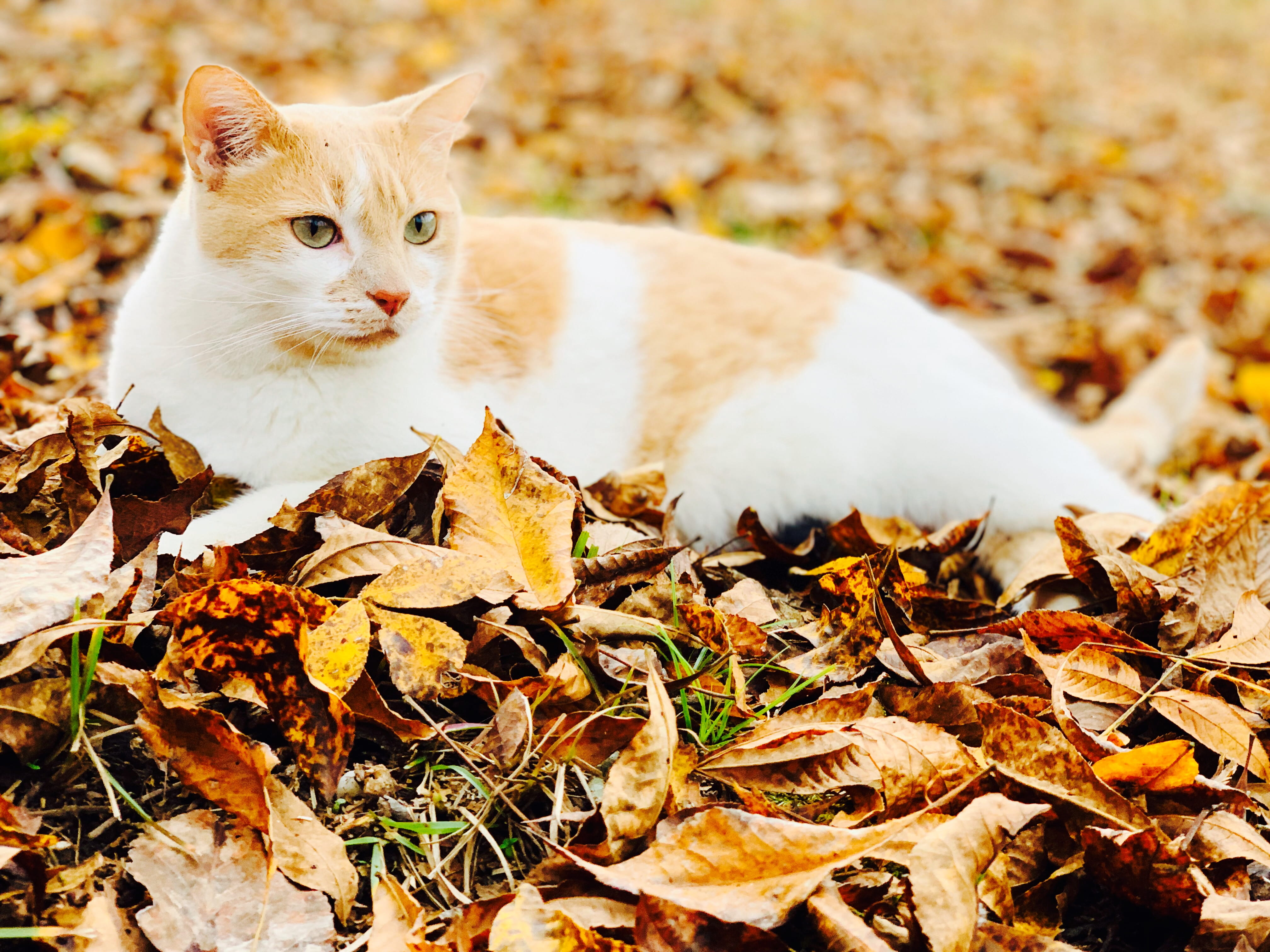 whisker, manx, ground, domestic animals, dried, animal themes, autumn, pets, nature, pottery, domestic cat, kitten, abyssinian, outdoors, one animal, @cat, HD Wallpaper