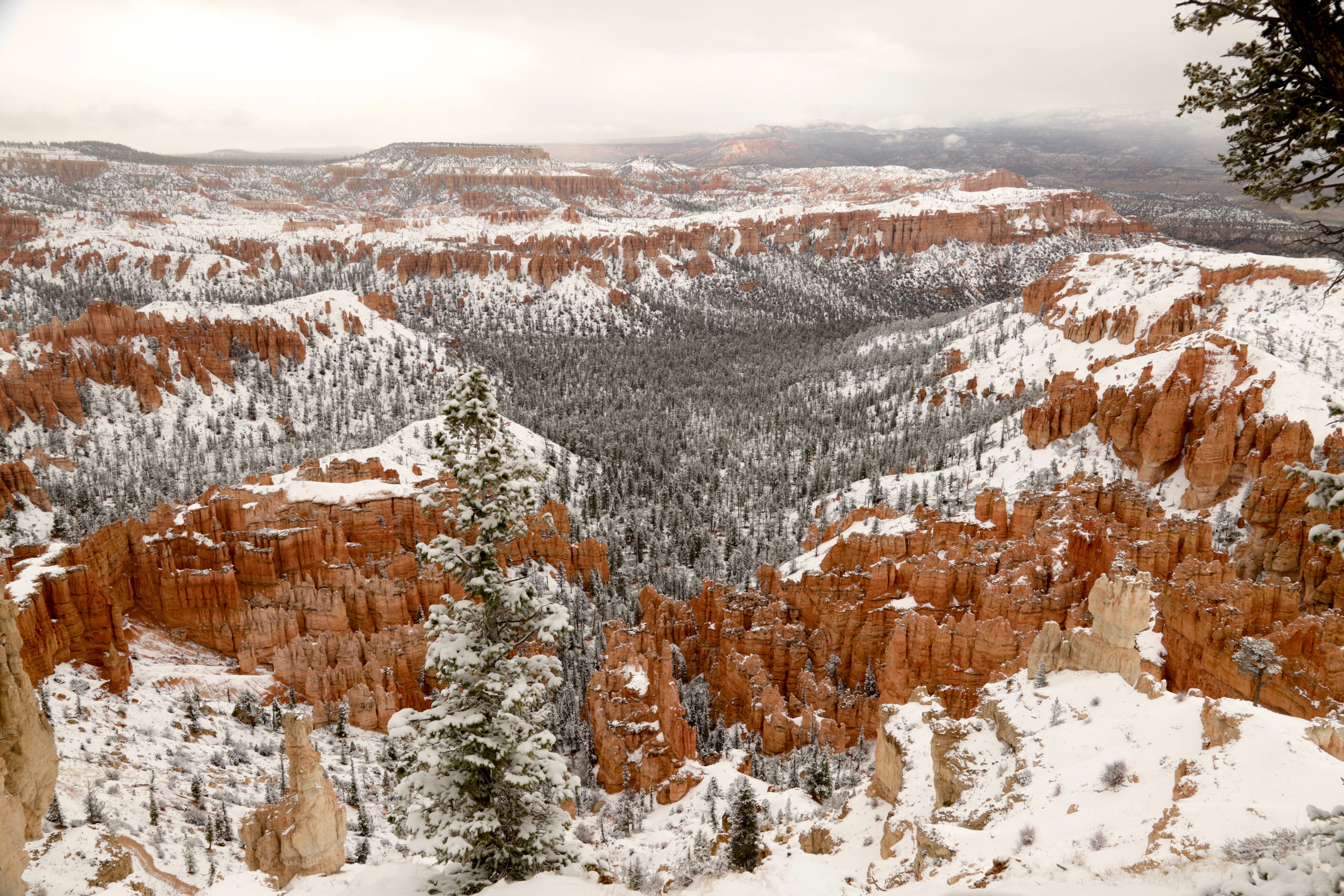 beauty in nature, geology, winter, sandstone, utah, day, snow, nature, natural, canyon, coniferous tree, environment, national, stone, erosion, formation, HD Wallpaper