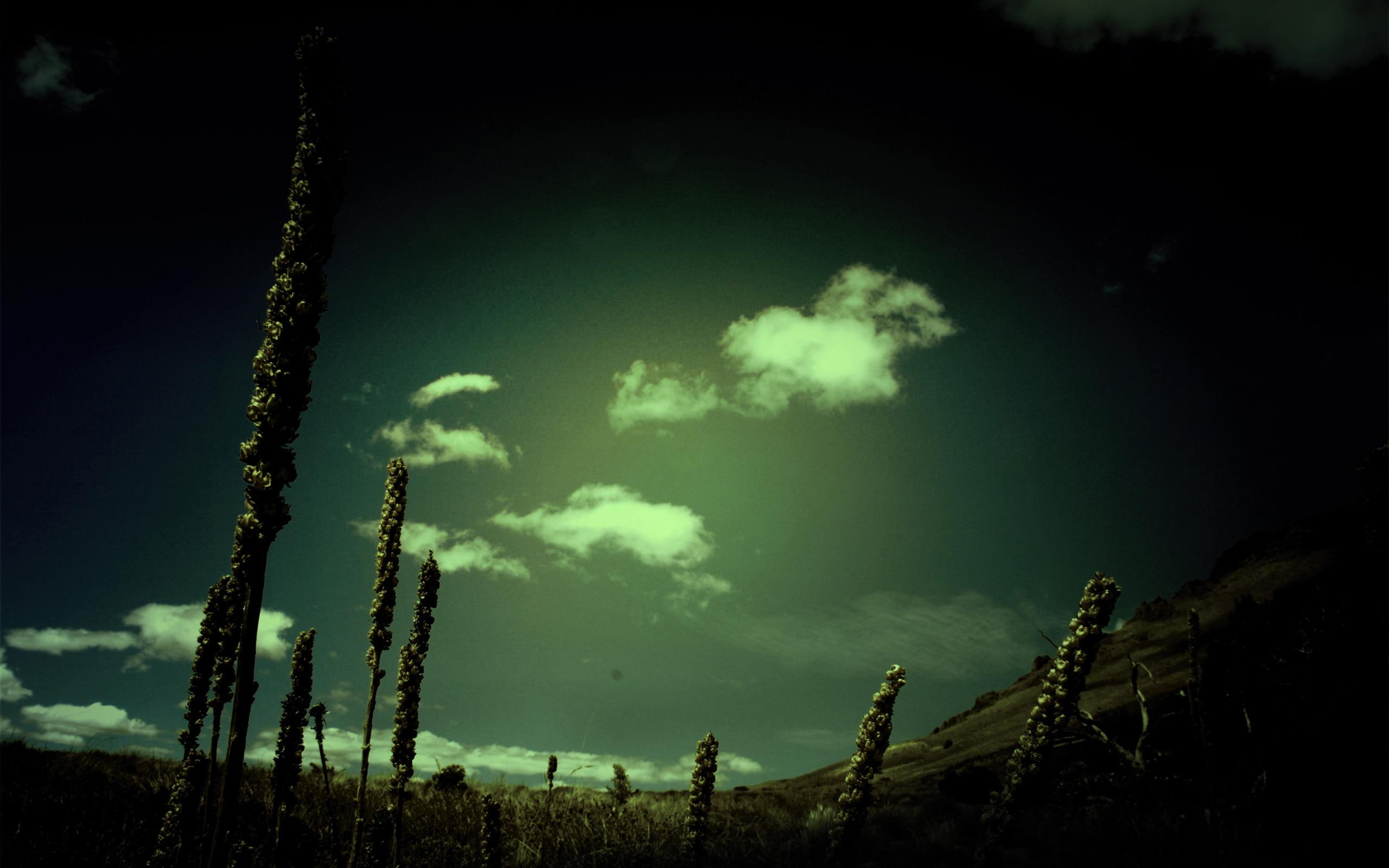 plant, dark, white, harmony, clouds, 2K, 3d and abstract, nature, silhouette, HD Wallpaper