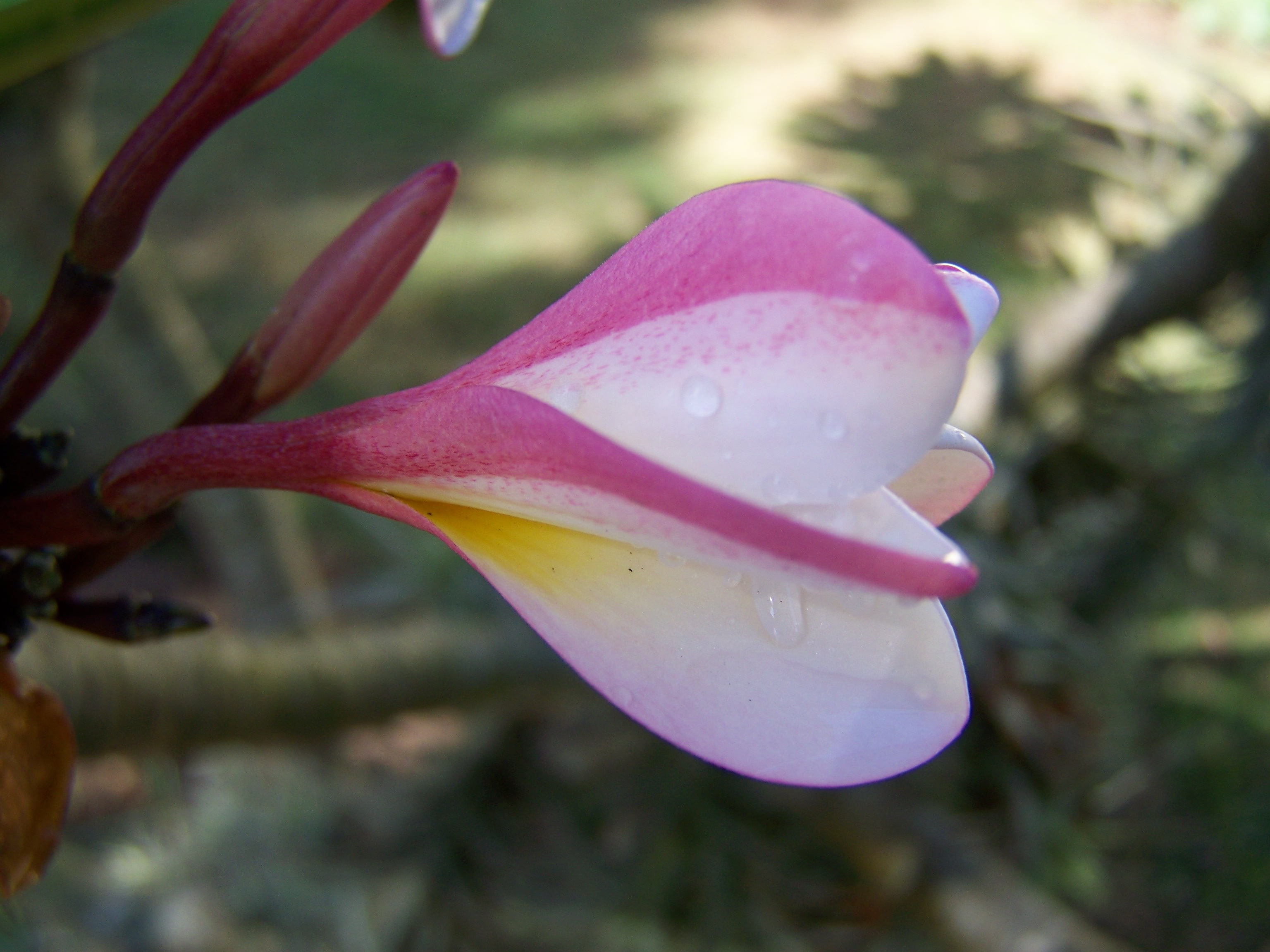 nature, flowers, Plumeria, 2K, HD Wallpaper