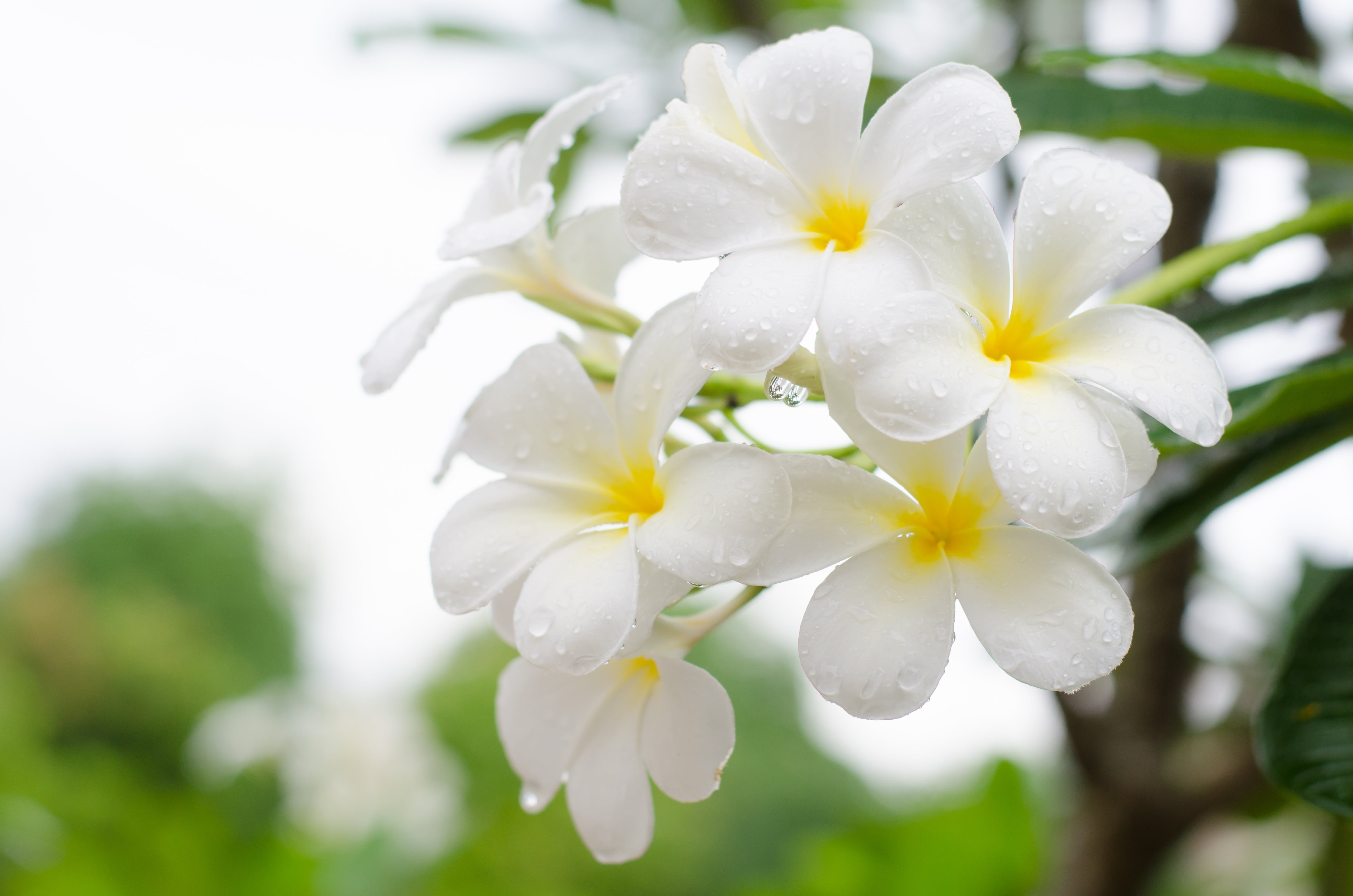 Flowering, Drops, White, 4K, Flowers, Plumeria, HD Wallpaper