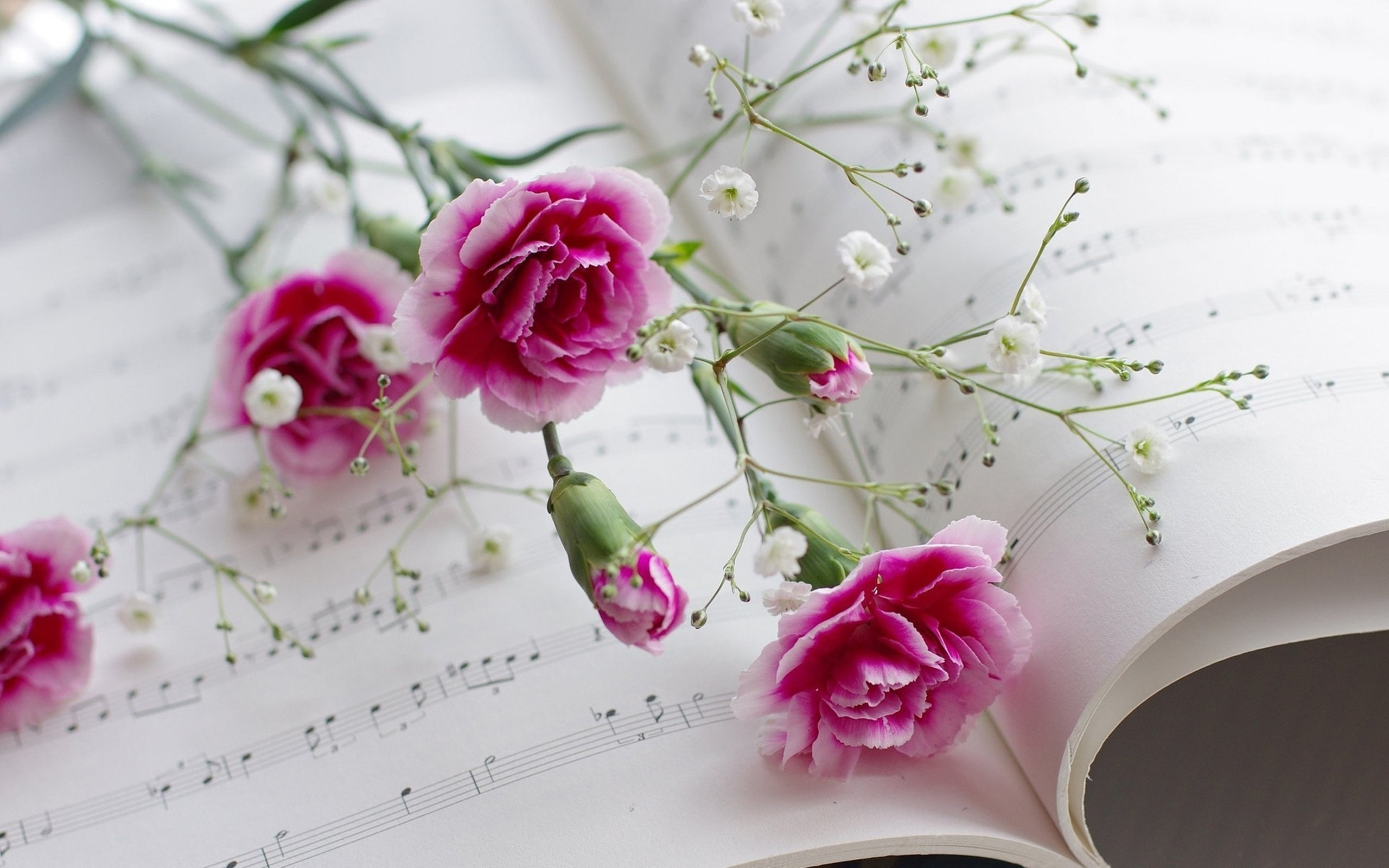 carnations, scores, flowers, 2K, musical, book, HD Wallpaper