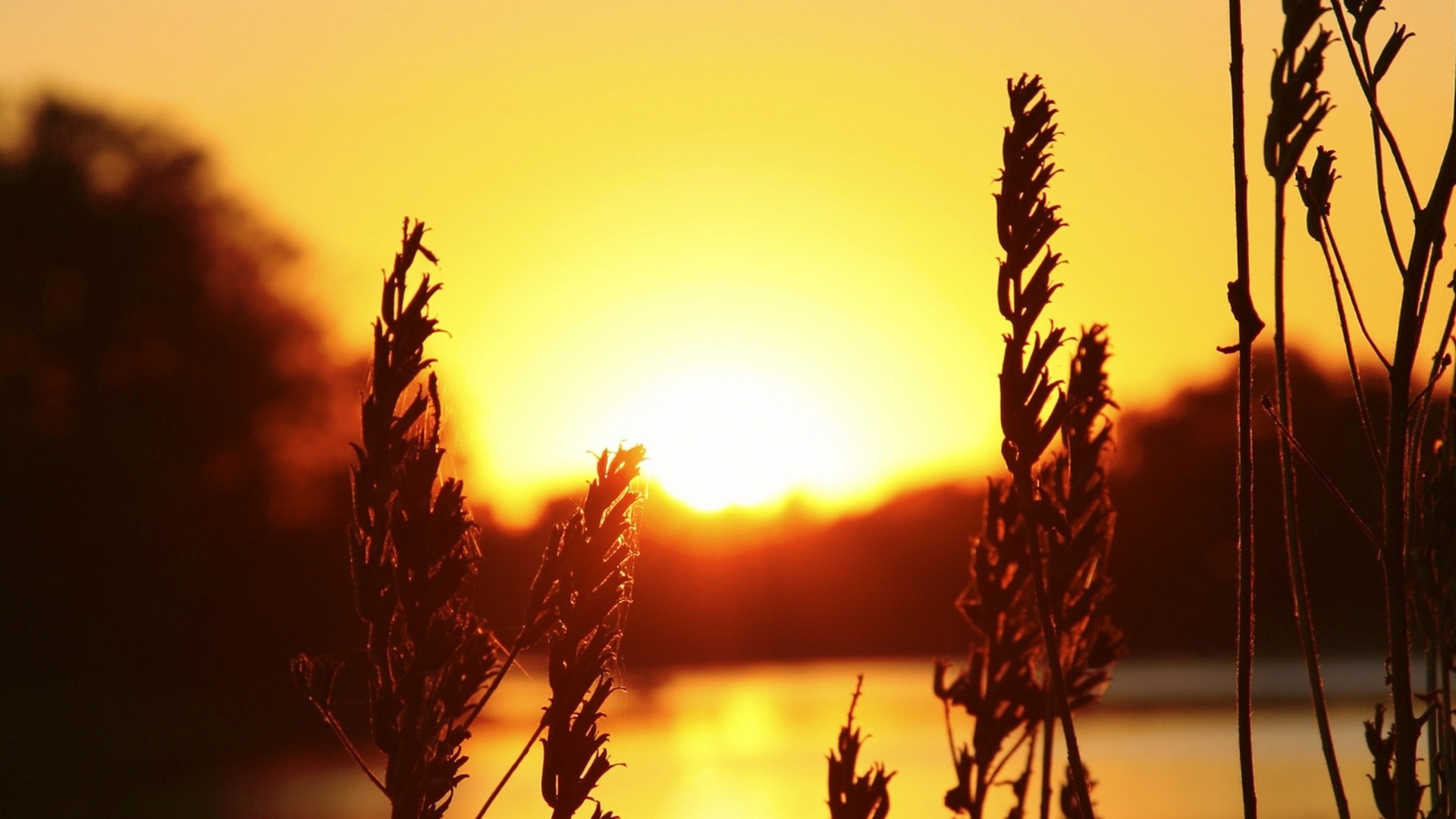 plants, spikelets, silhouette, sunlight, nature, 1080P, sunset, HD Wallpaper