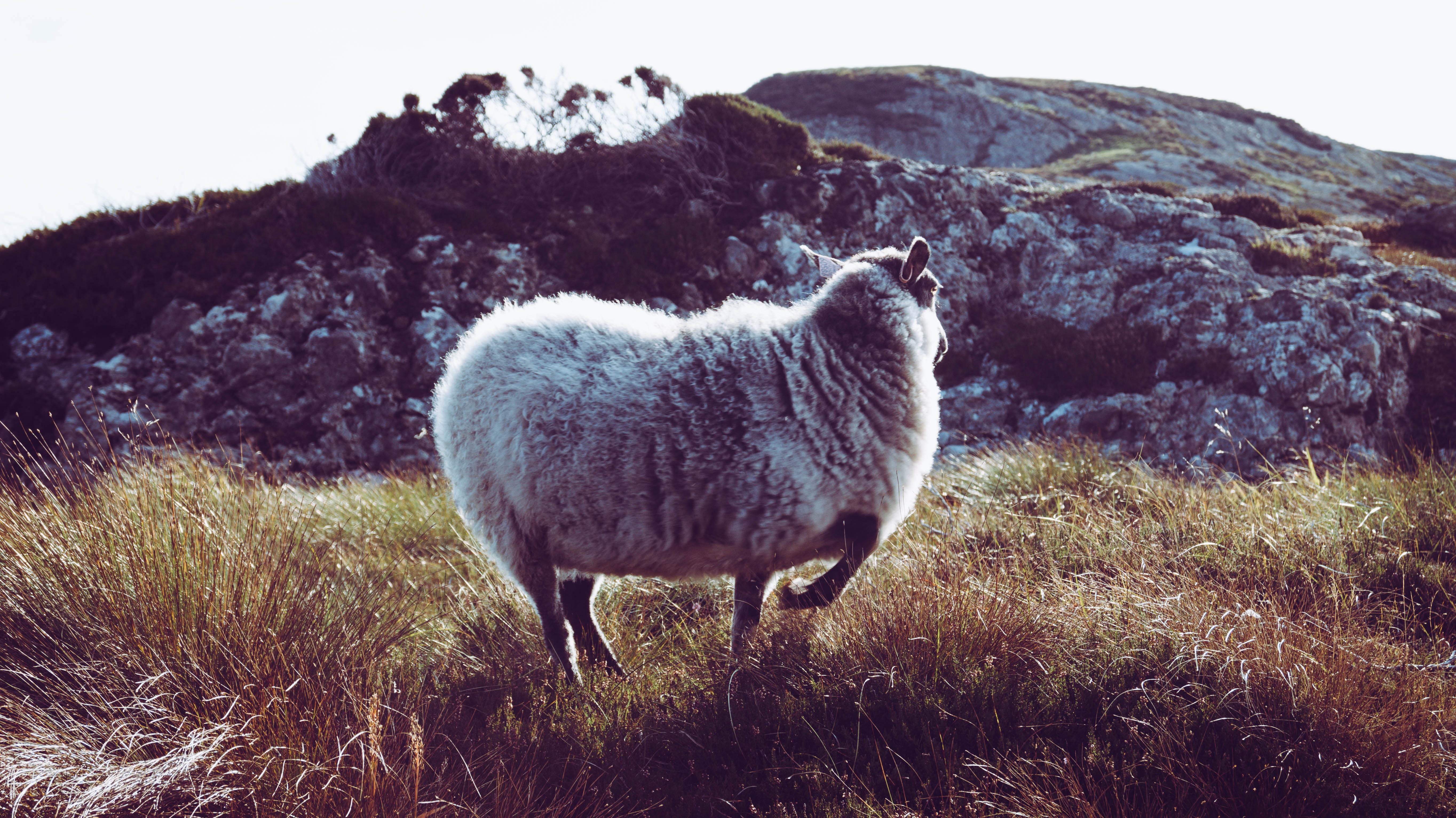 5K, grass, Norway, landscape, Sheepy, sheep, mountains, HD Wallpaper