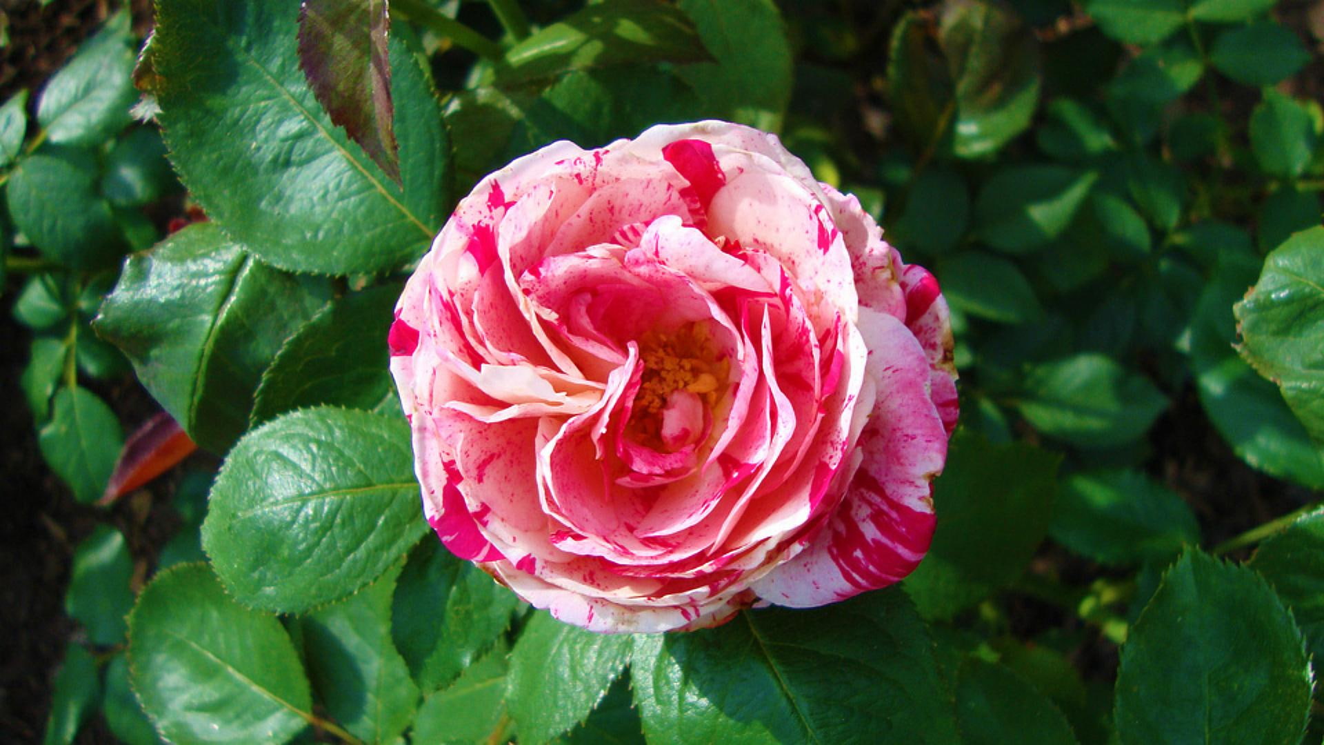 variegated, rose, beauty, 1080P, nature, luna, species, flowers, nature and landscapes, HD Wallpaper