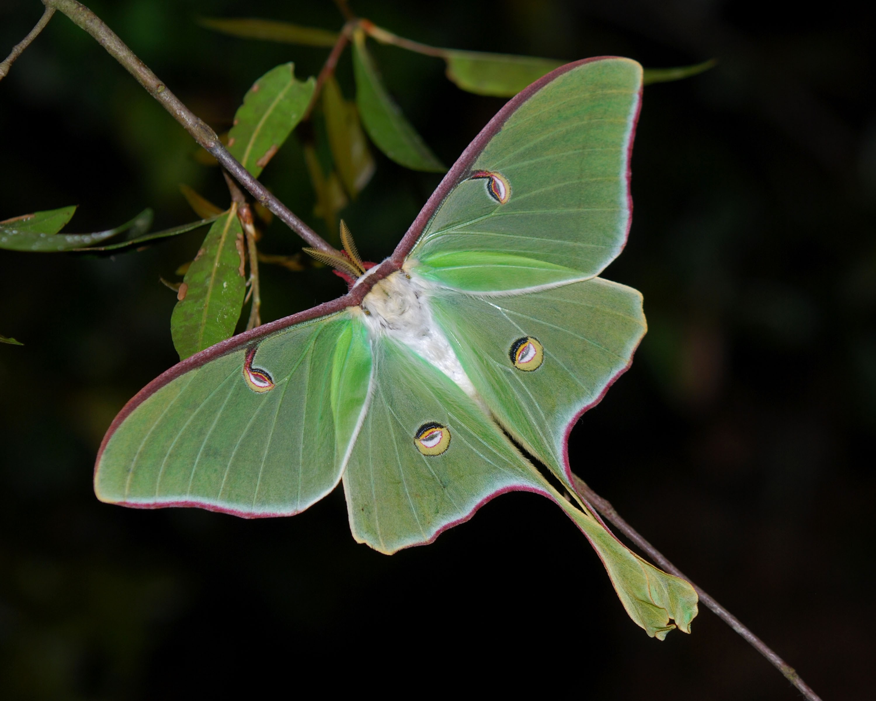 insect, focus on foreground, animal themes, animal wing, black background, natural condition, growth, nature, 2K, invertebrate, animals in the wild, luna moth, HD Wallpaper