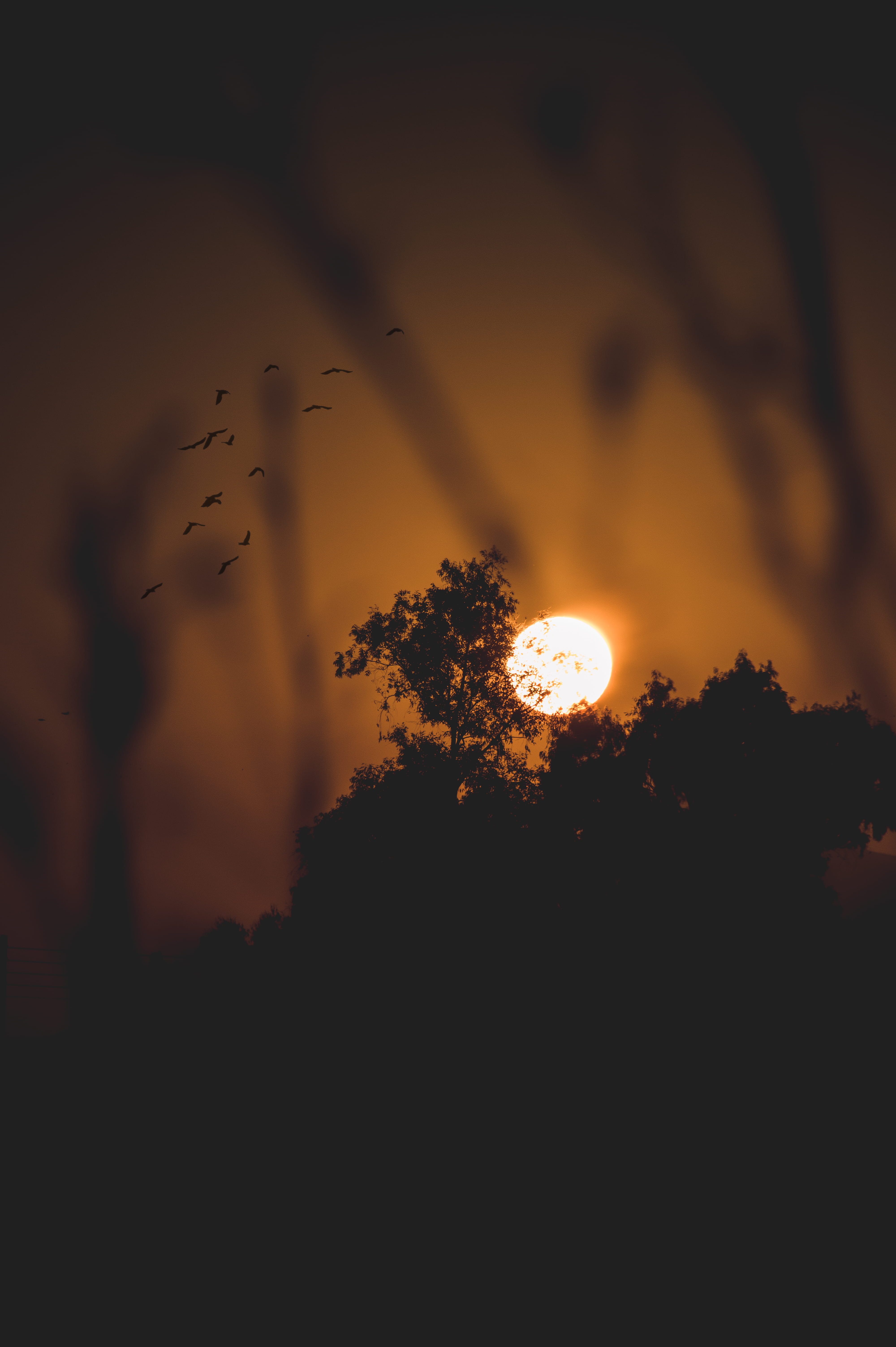 beautiful, bird, dusk, beauty In Nature, orange, woodland, tree, sunrrise, sunset, summer, 5K, black Color, back Lit, night, focus, silhouette, cloud - Sky, Phone HD Wallpaper
