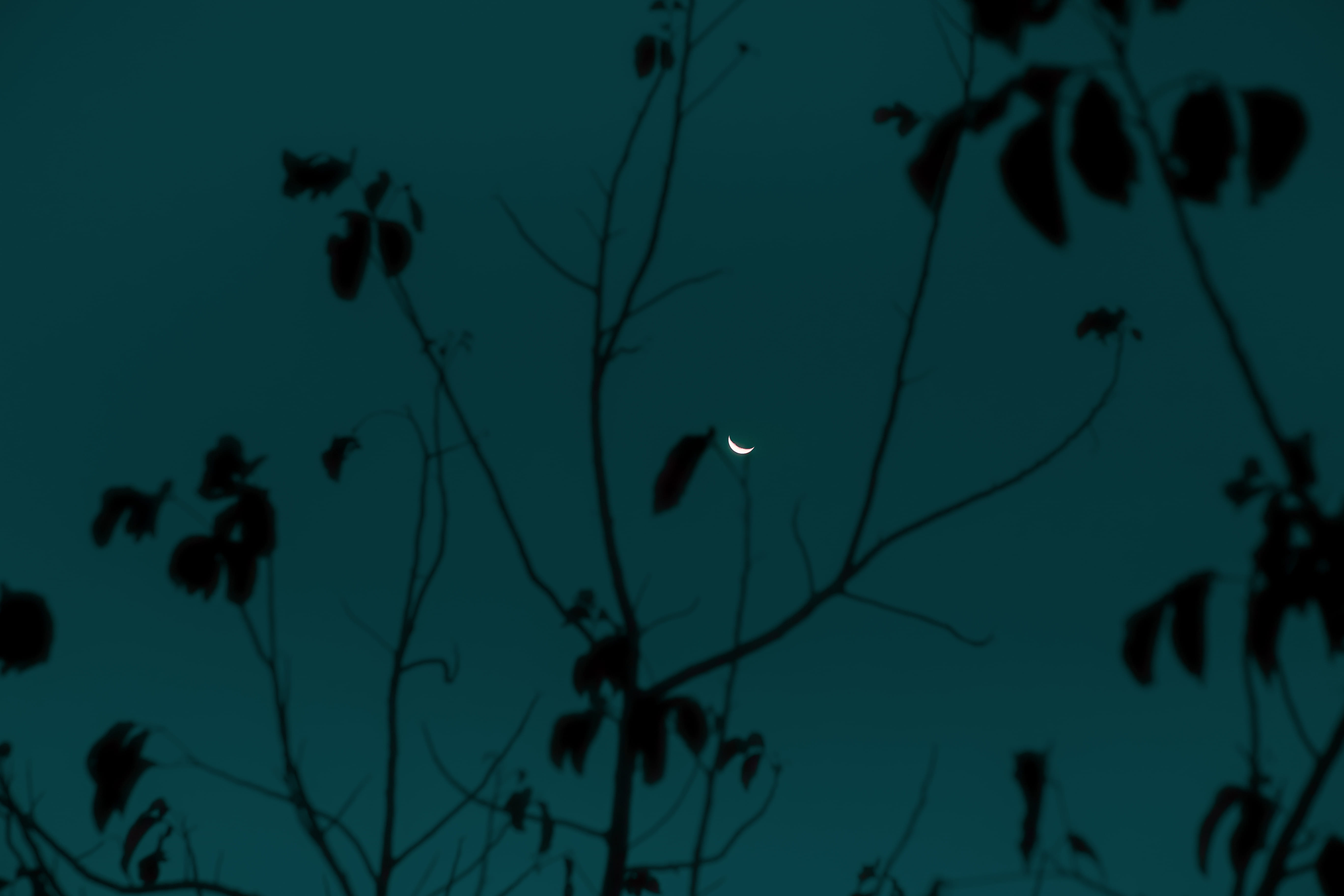 moon crescent, low angle view, outer space, dusk, 5K, animal themes, animal, bloom, universe, underwater, plant, blooming moon, moon, growth, tree, sea, HD Wallpaper