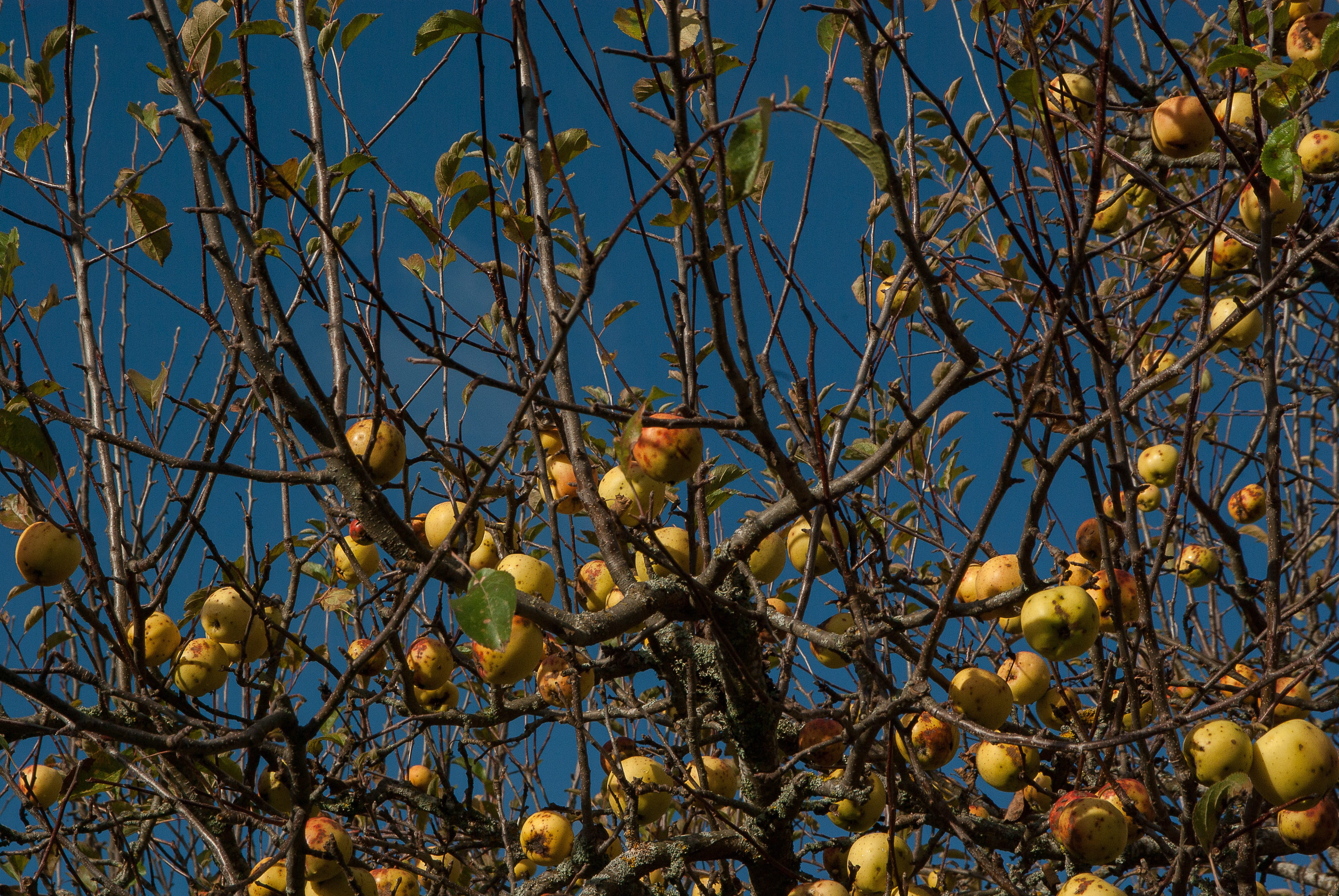 no people, bare tree, day, clear sky, apples, growth, healthy eating, branch, beauty in nature, nature, low angle view, flower, Cider, change, plant, blue, HD Wallpaper