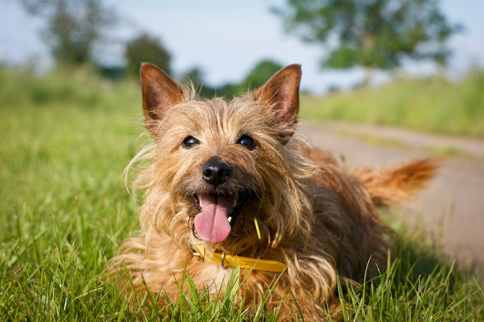 close-up, small, mouth open, dog, animal tongue, tan, norwich, focus, no people, face, photography, panting, portrait, domestic animals, day, sticking out tongue, HD Wallpaper
