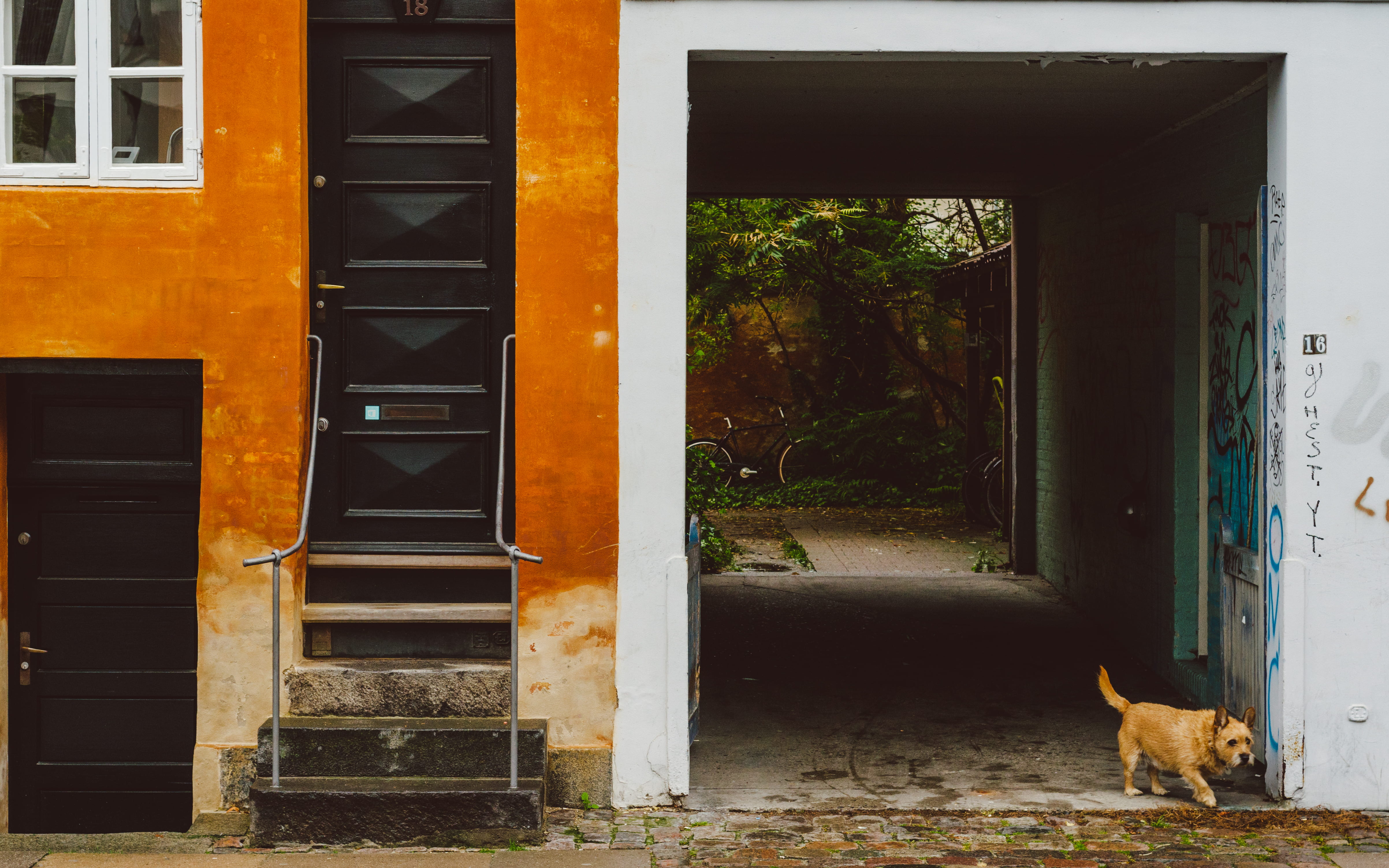 near, metal, silver, pets, building, vertebrate, domestic, handrails, canine, architecture, building exterior, no people, terrier, door, mammal, 4K, day, HD Wallpaper