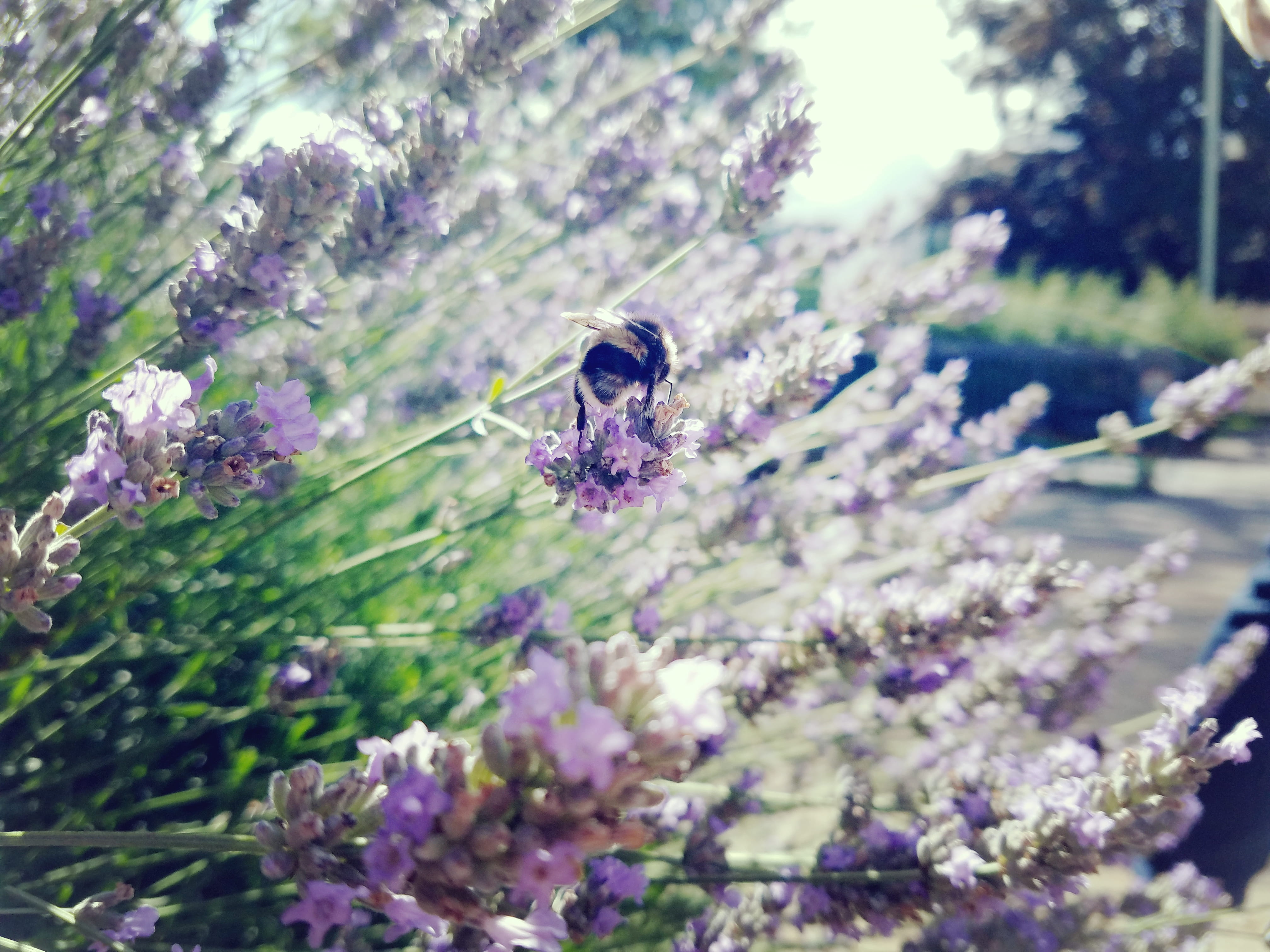wild flowers, animal themes, bees, flowers, plant, animal wildlife, freshness, bumble bee, petal, one animal, growth, vulnerability, fragility, invertebrate, HD Wallpaper