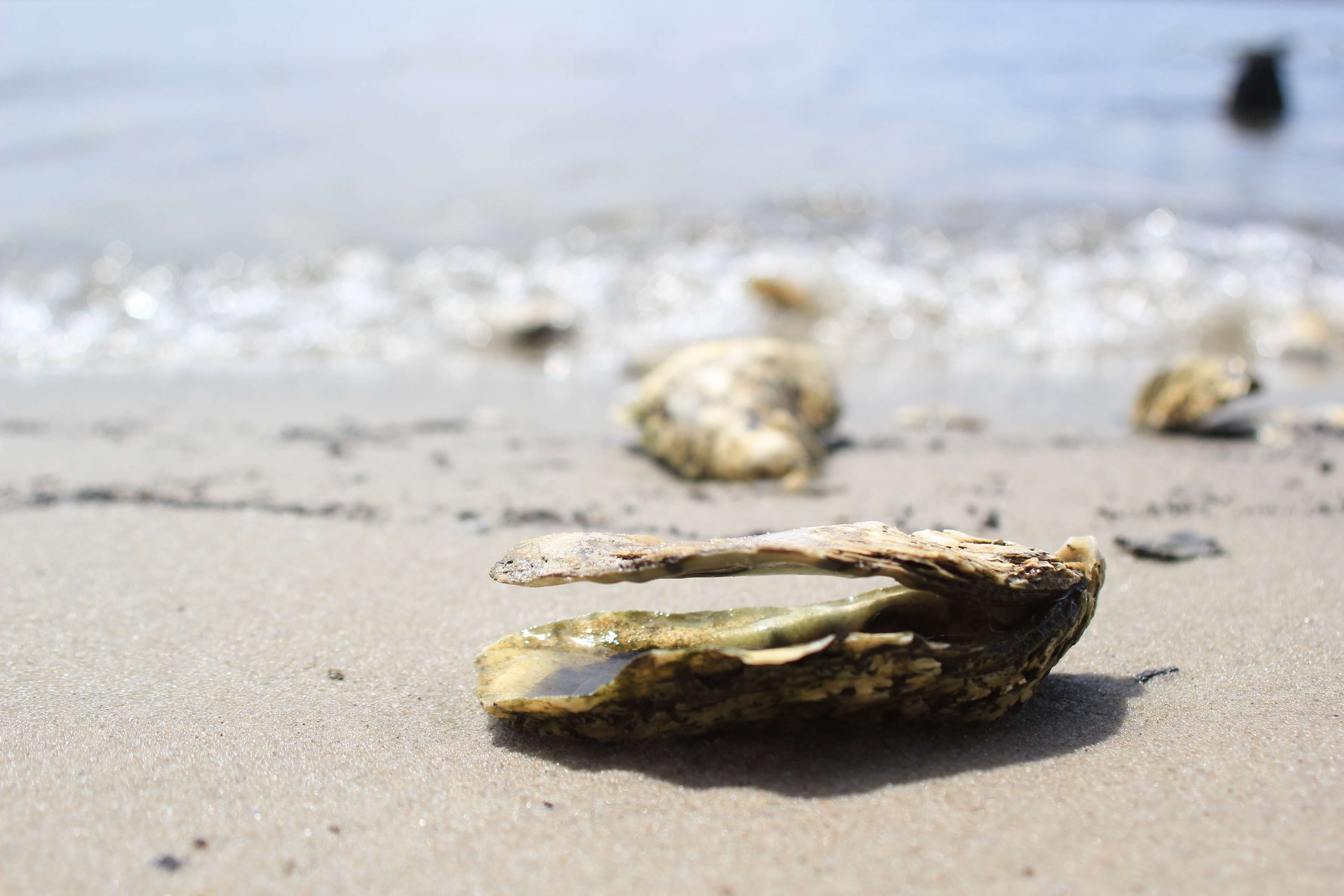 sunlight, animal shell, nature, beauty in nature, animal, 4K, water, close-up, shell, shore, oyster, no people, beach, sand, marine, tranquility, wave, HD Wallpaper