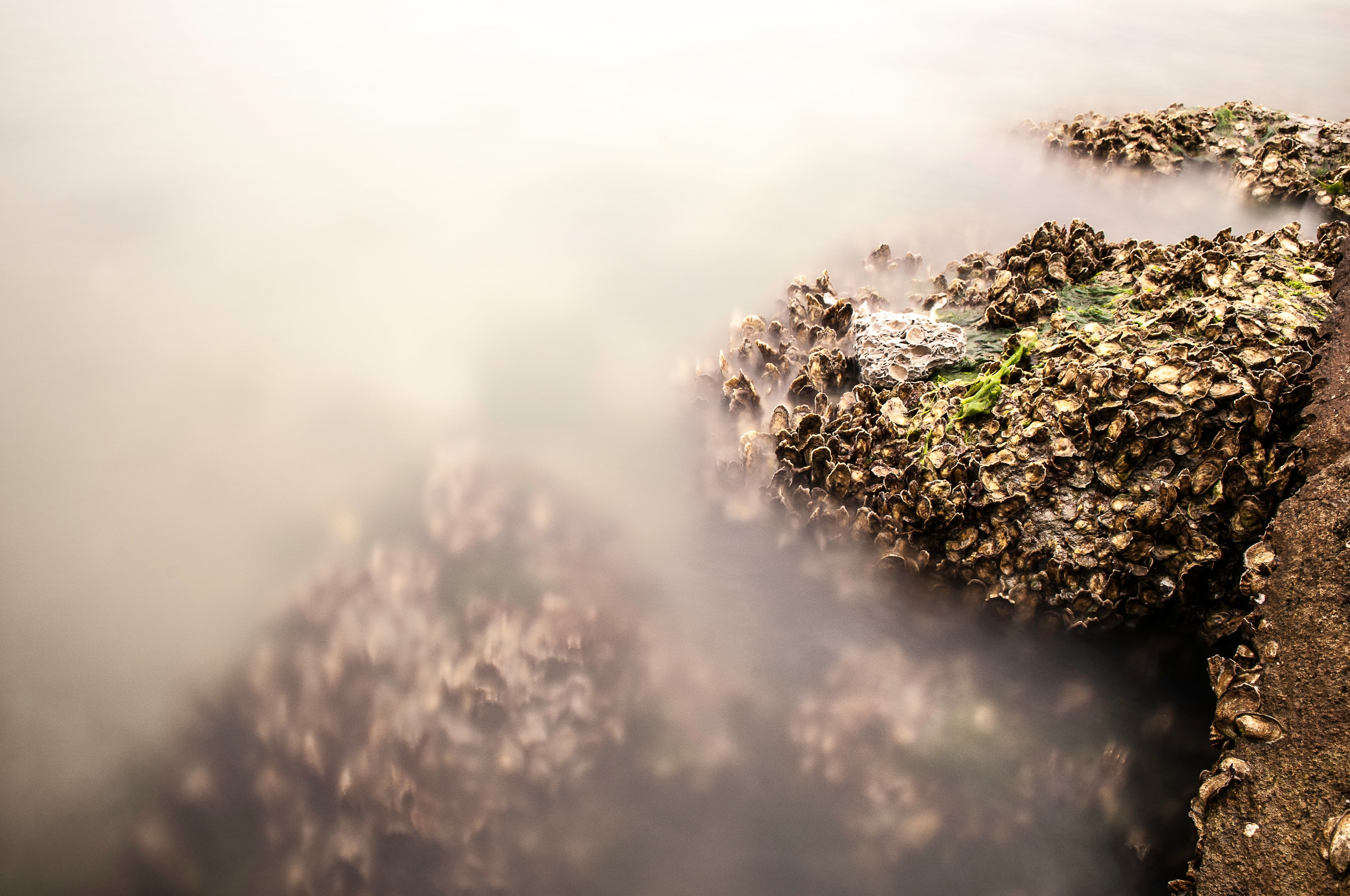 long exposure, tide, water, beauty in nature, solid, nature, sea, tree, seashell, seafood, stone, copy space, moss, plant, selective focus, tranquility, HD Wallpaper