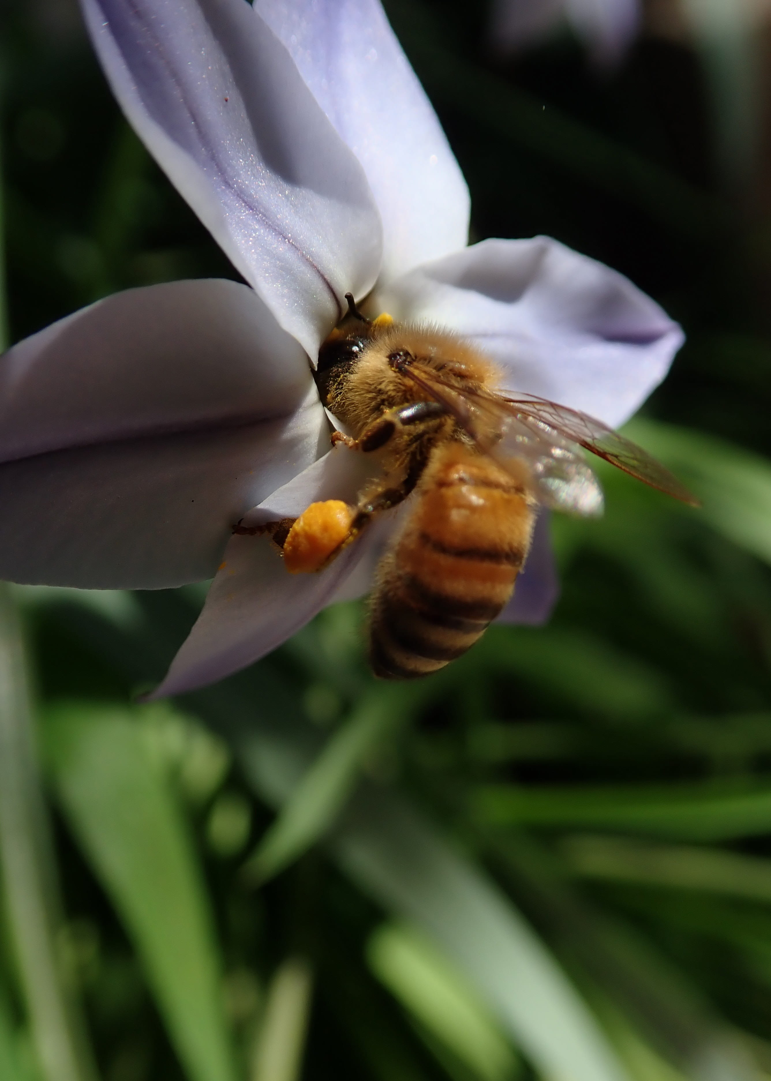 fragility, nature, invertebrate, 2K, one animal, bee, no people, plant, flowering plant, close-up, flower head, animals in the wild, focus on foreground, Phone HD Wallpaper