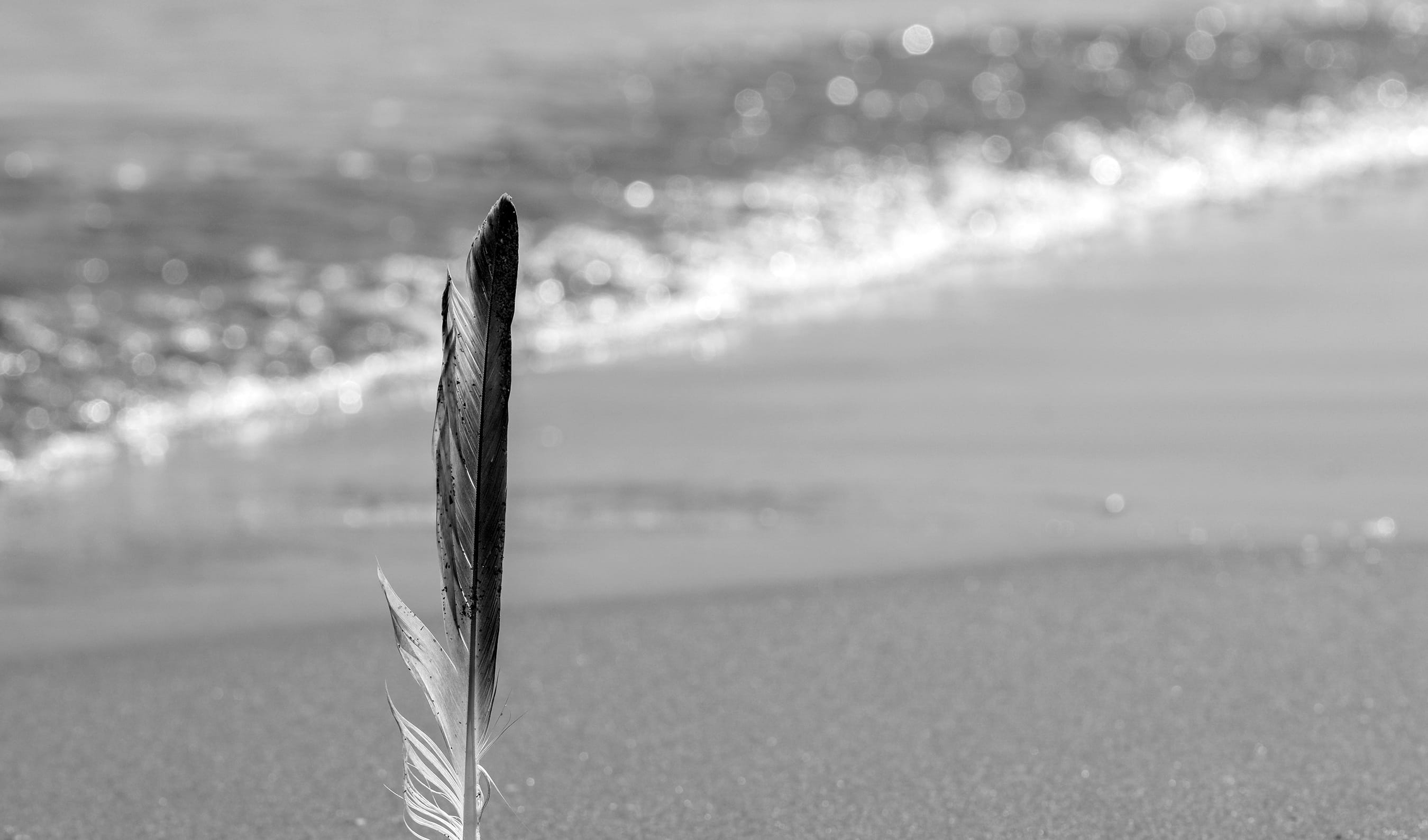 softness, Tourism, close-up, land, to, focus on foreground, feather, wind, clams, plant, Sand, grass, outdoors, water, sea, selective focus, nature, Sun, HD Wallpaper