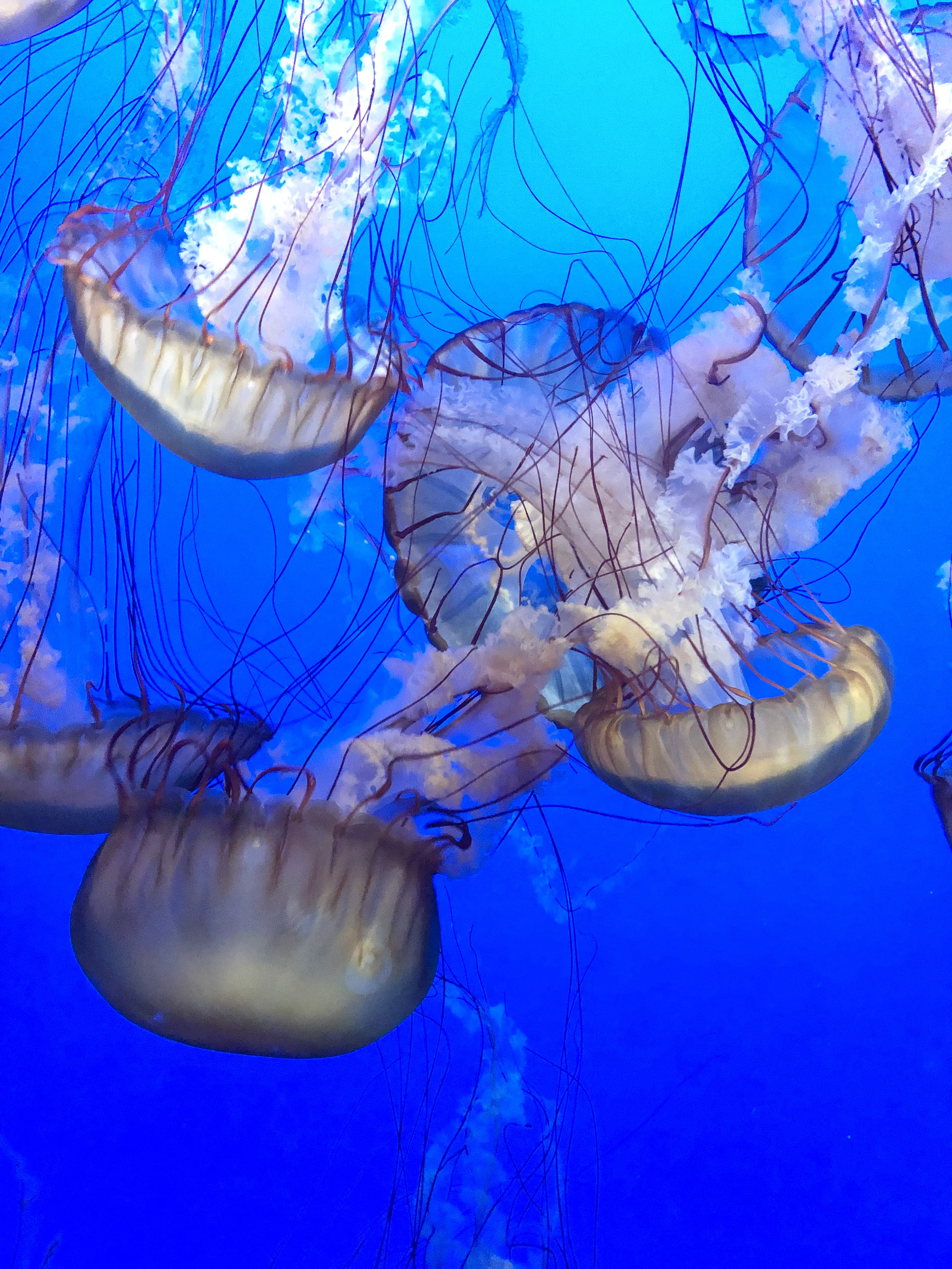 swimming, nature, reef, invertebrate, seashell, animal themes, close-up, ocean, fish, jellyfish, floating, blue, floating on water, undersea, outdoors, Phone HD Wallpaper