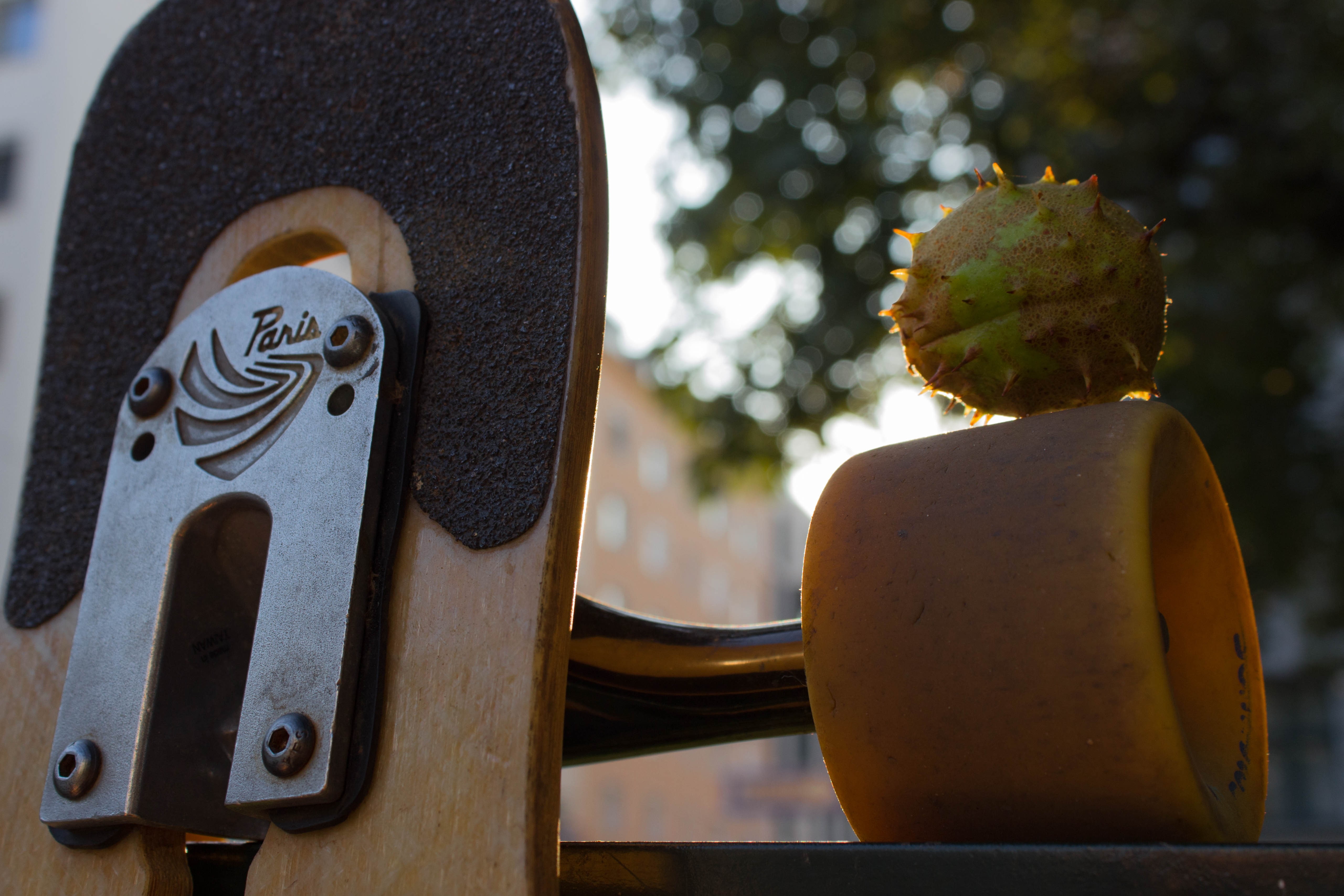5K, chestnut, longboarding, fall, longboard, Paris, HD Wallpaper