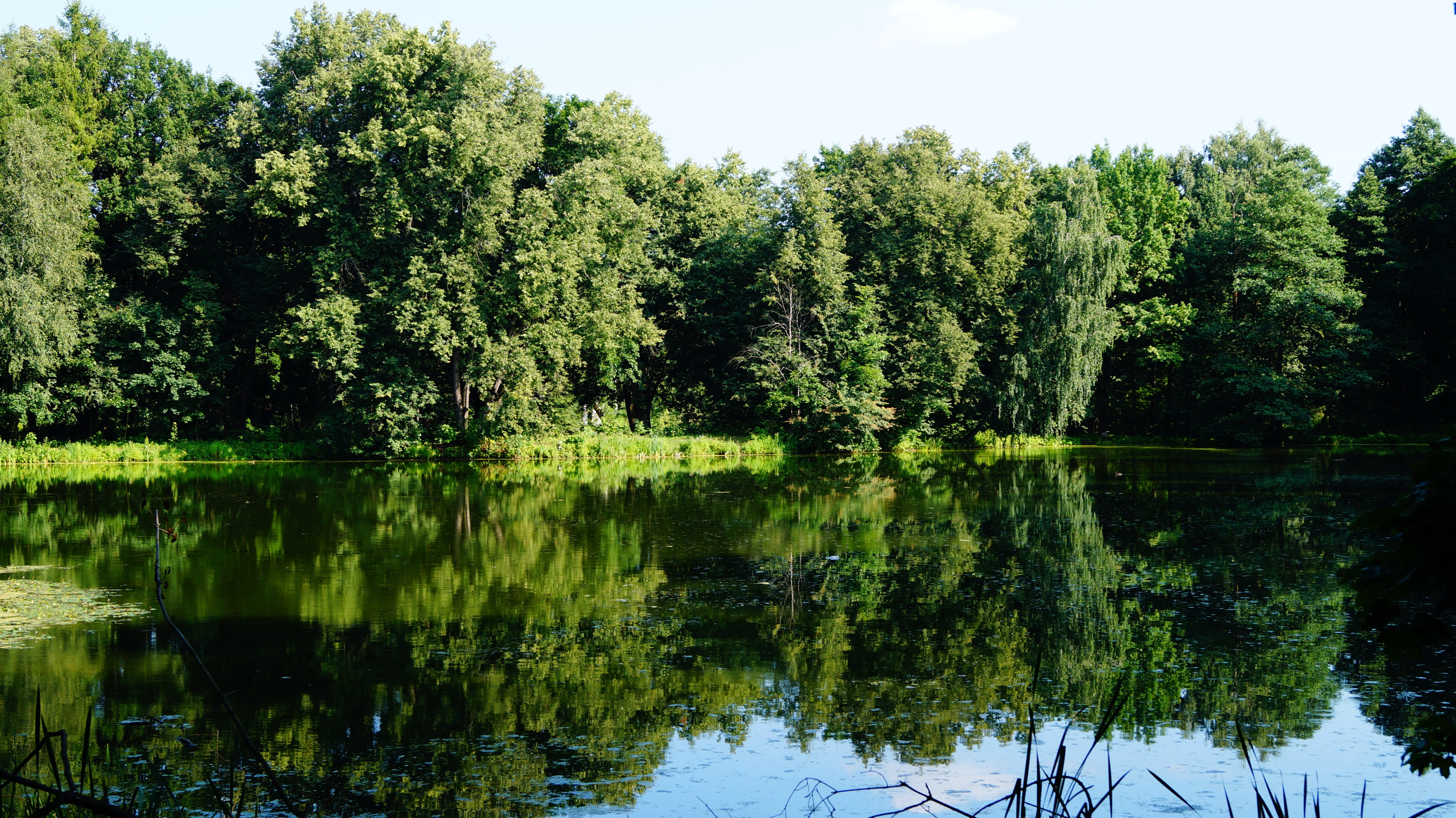 summer, 5K, tree, tranquil scene, silence, tranquility, body of water, waterfront, beauty in nature, pond, russia, non-urban scene, day, landscape, water, HD Wallpaper