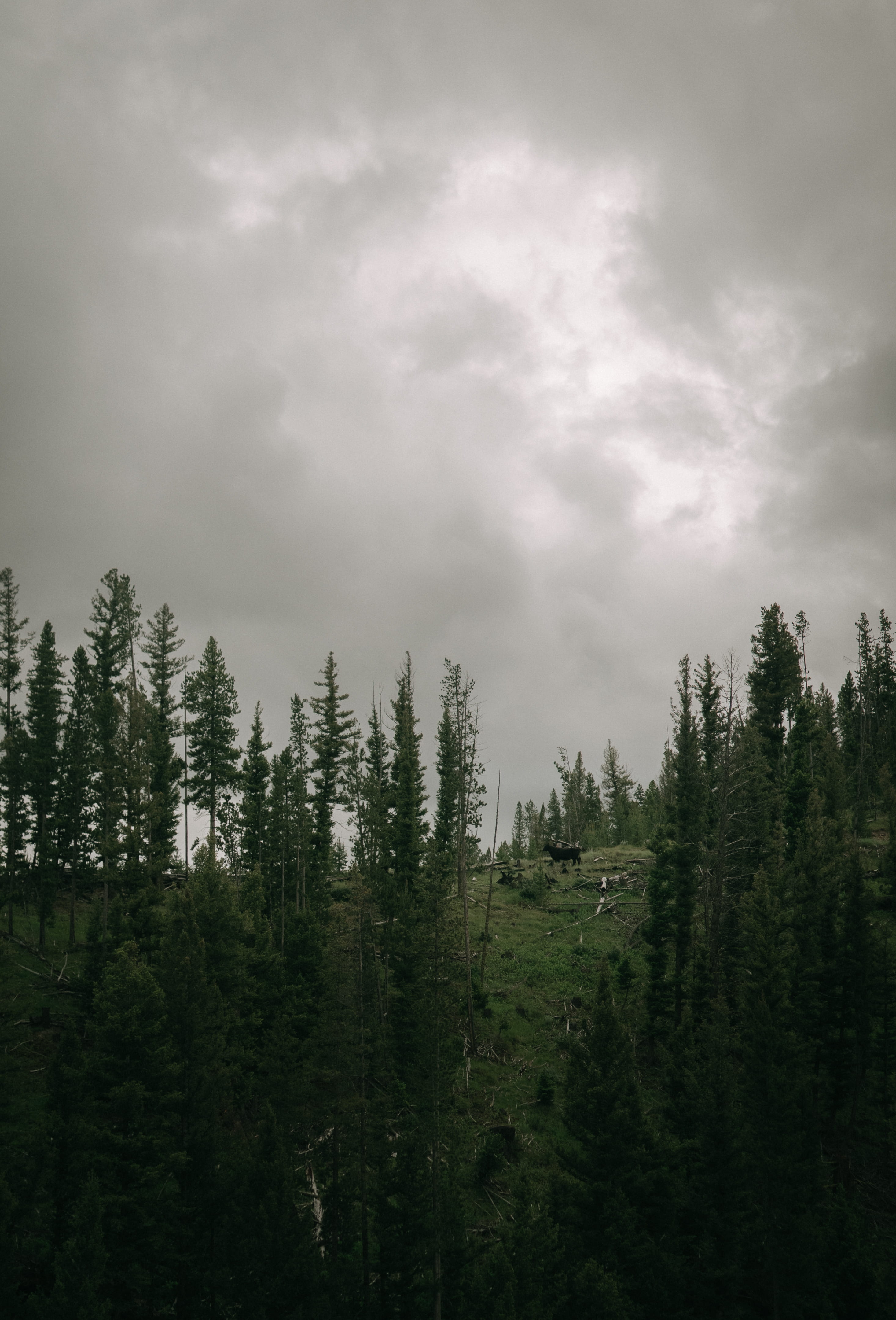 trees, cloud - sky, 4K, woodland, cow, landscape, scenics - nature, beauty in nature, hd pic, environment, cool photo, coniferous tree, nature, Phone HD Wallpaper