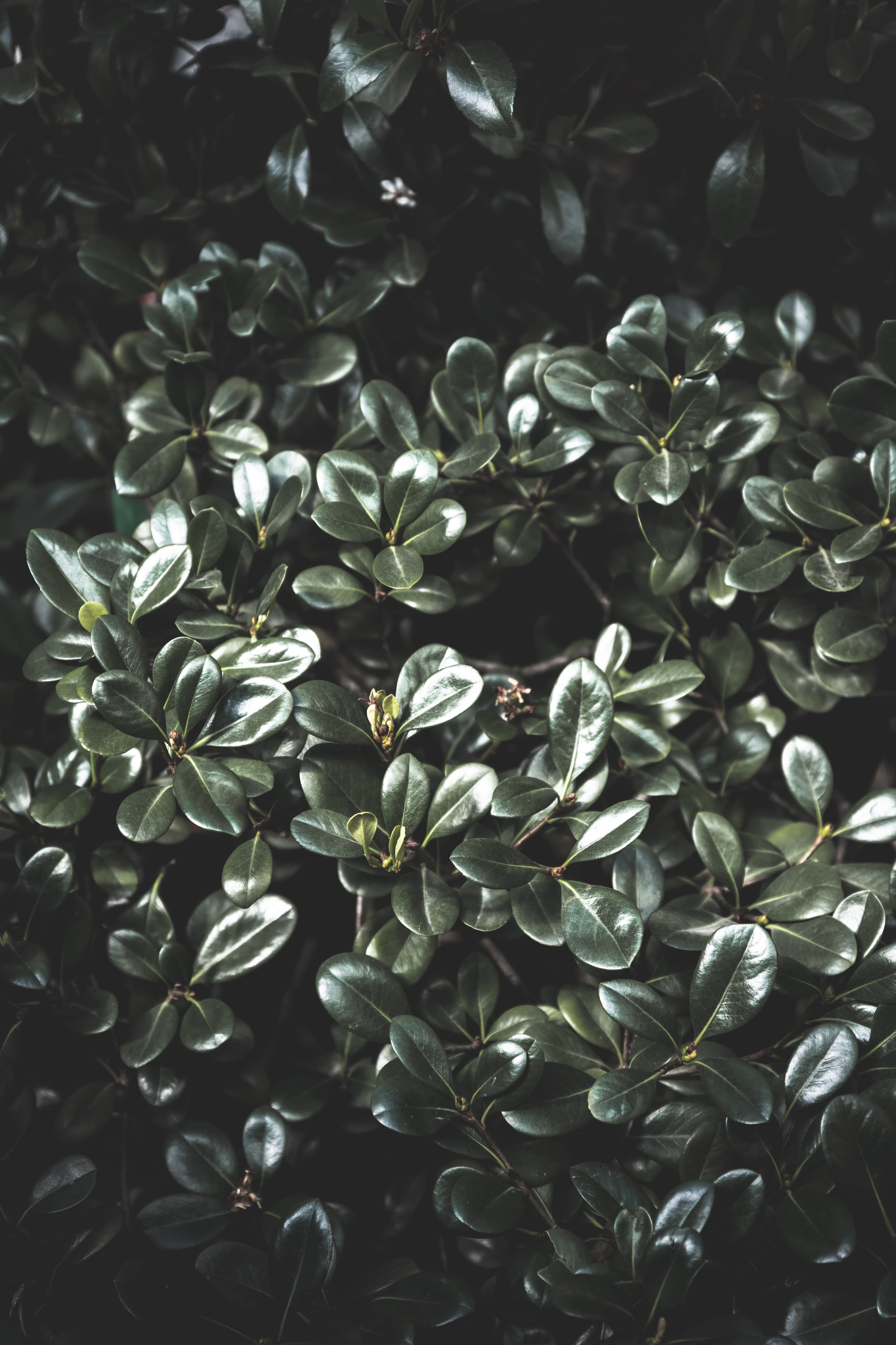 moody green, plant part, 4K, vulnerability, botanical, nature, flower, plant, tree, botanic, outdoors, flower head, moody picture, botanical garten, growth, Phone HD Wallpaper