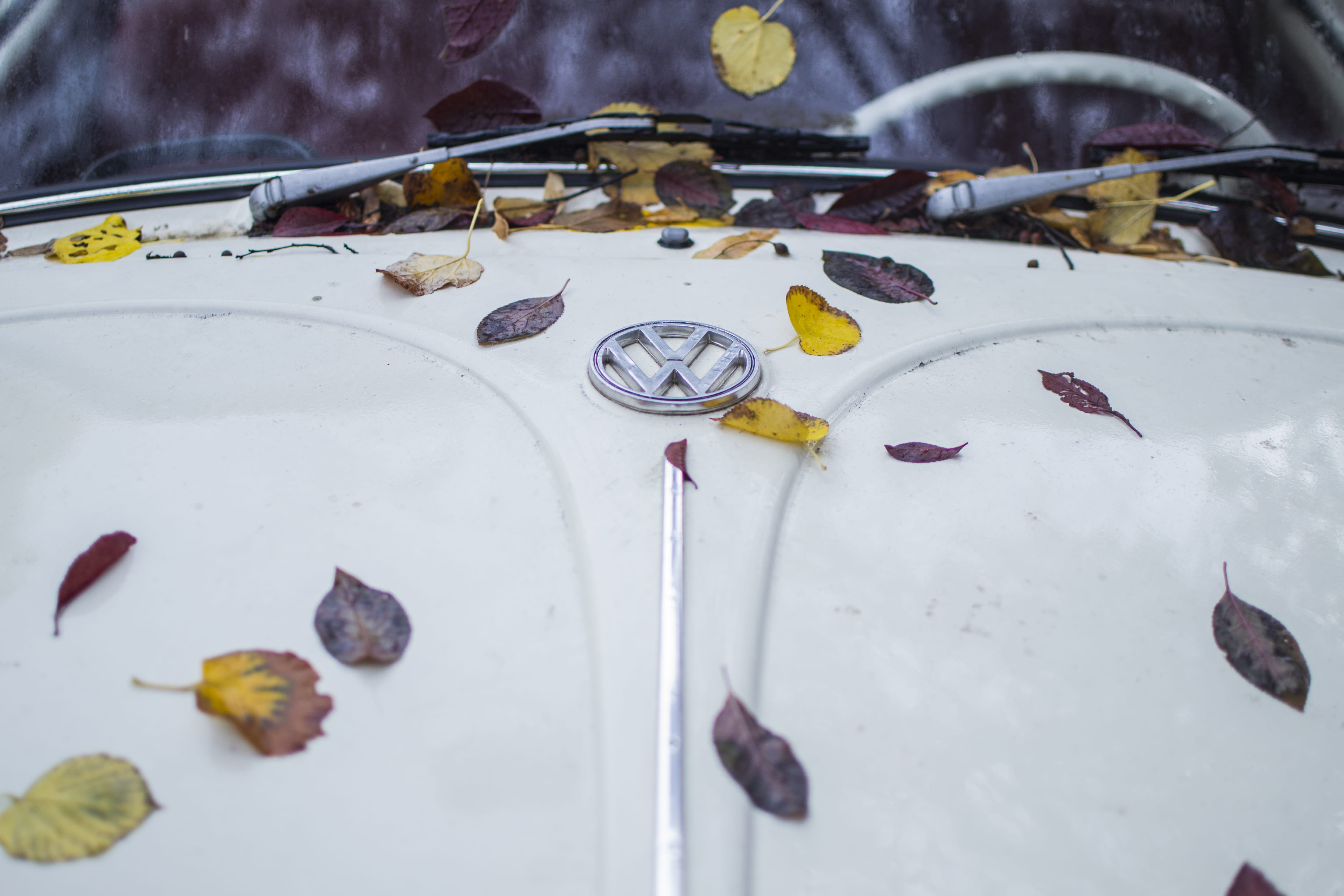 dry, auto, animal, car, beetle, photo, water, leaf, glass - material, leaves, bonnet, close-up, white, no people, day, snow, automobile, close, animal themes, HD Wallpaper