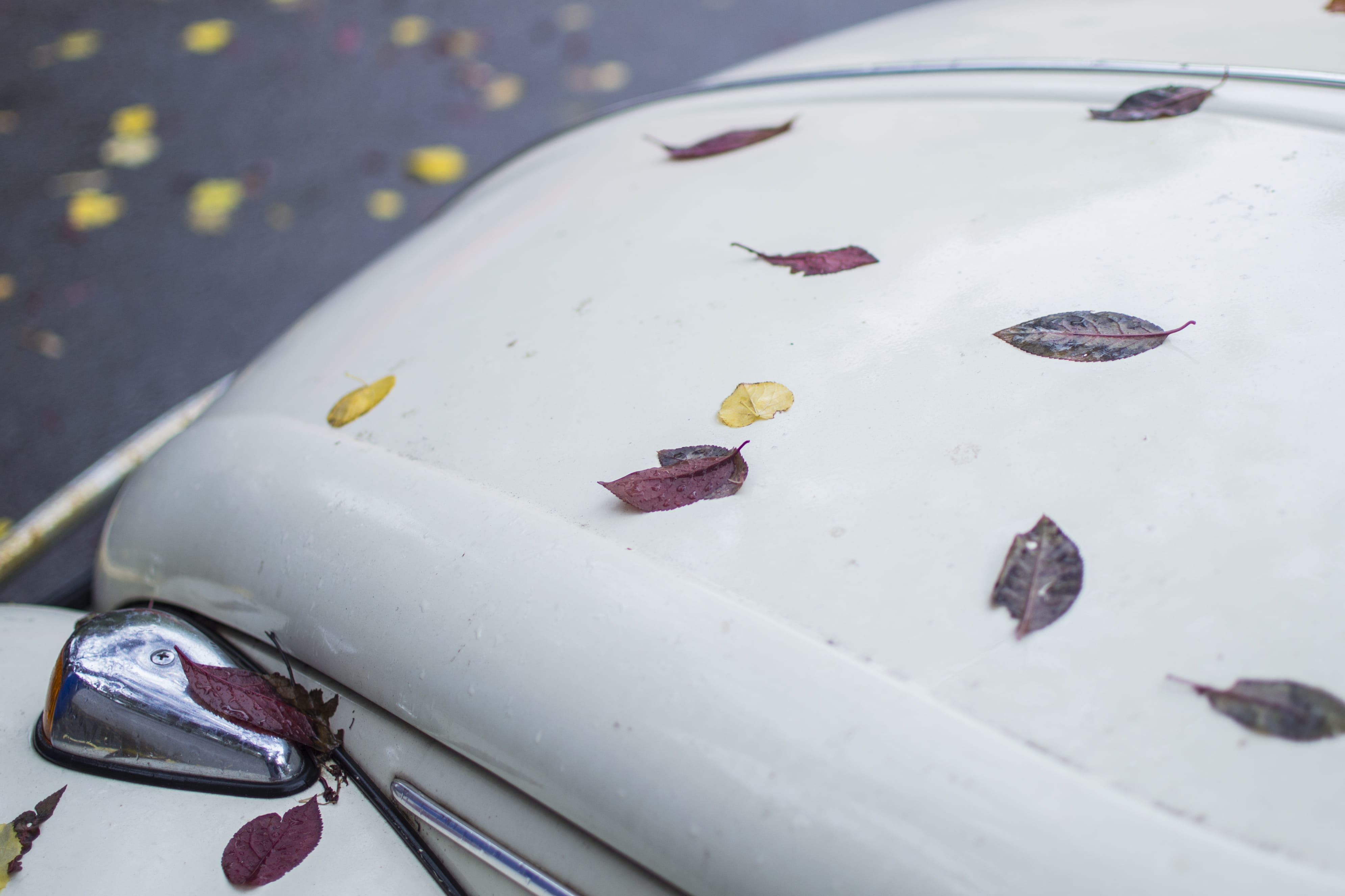 group of animals, focus on foreground, volkswagen, sweet food, elegant, nature, car, leaves, food and drink, vintage, close-up, food, romania, bucharest, HD Wallpaper