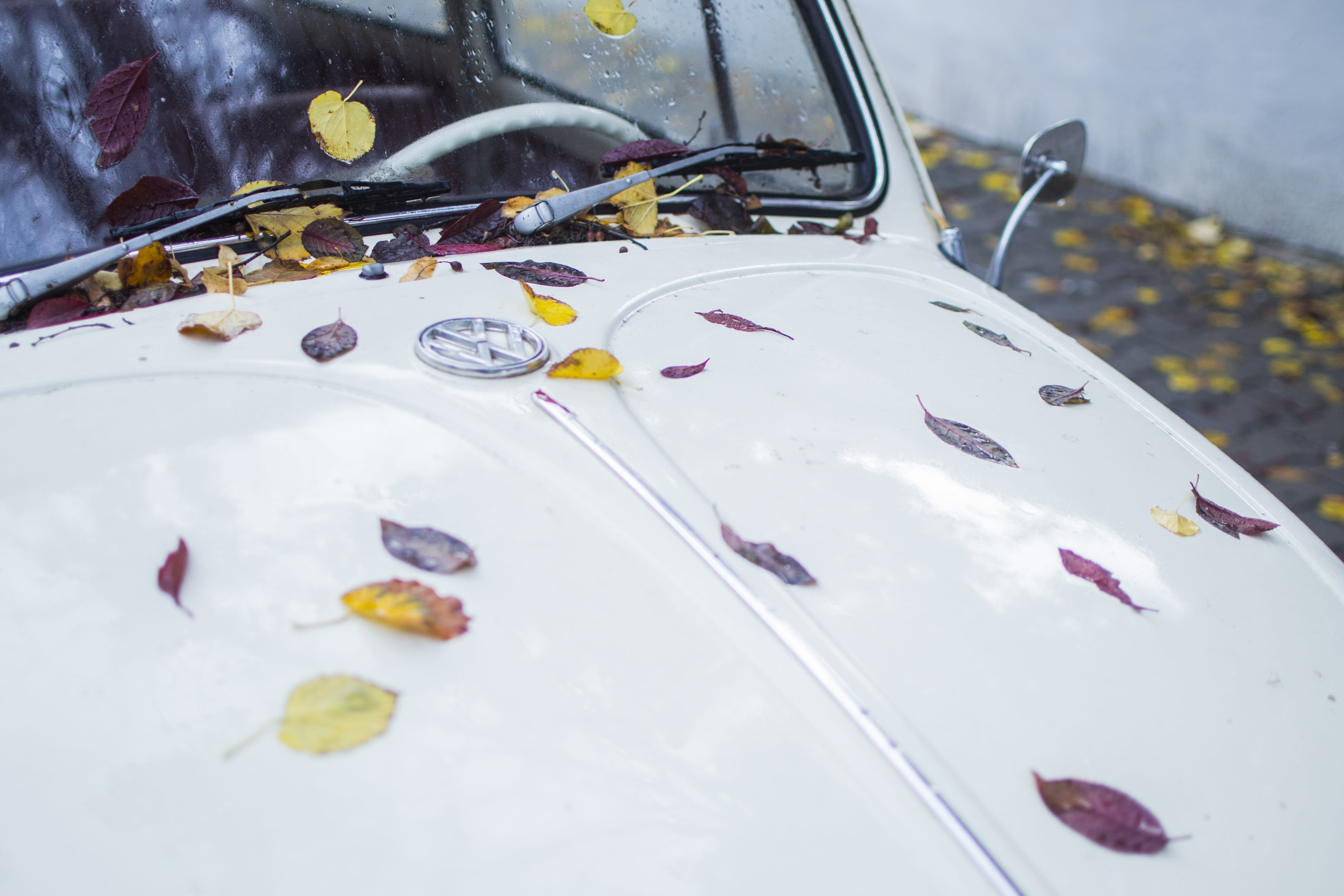 vintage, car, water, green, close-up, elegant, metal, plant, vehicle hood, autumn, mode of transportation, motor vehicle, symbol, volkswagen, leaf, transportation, HD Wallpaper