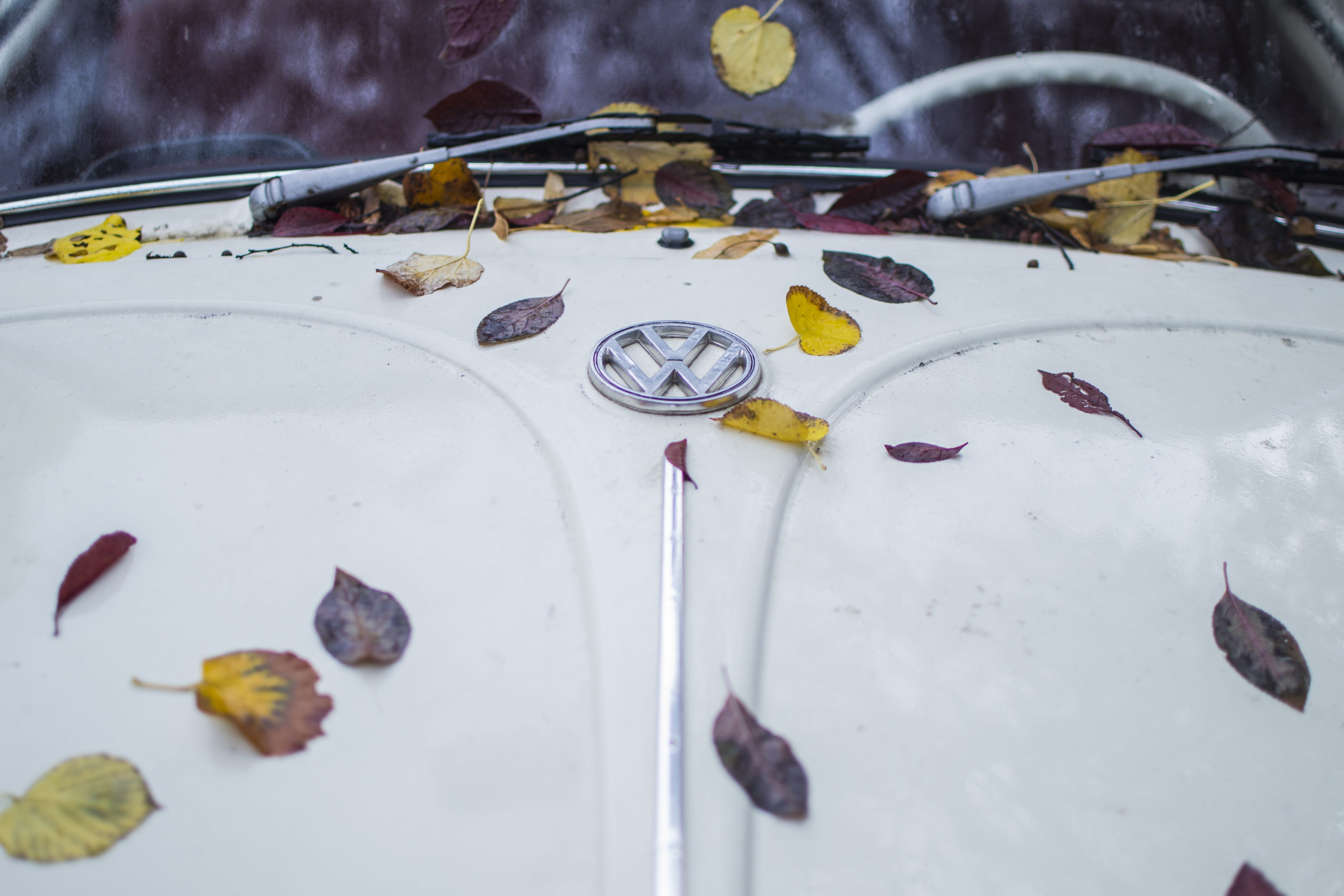 autumn, high angle view, group of animals, household equipment, beetle, 4K, cold temperature, leaf, fish, white, snow, auto, symbol, volkswagen, glass - material, HD Wallpaper