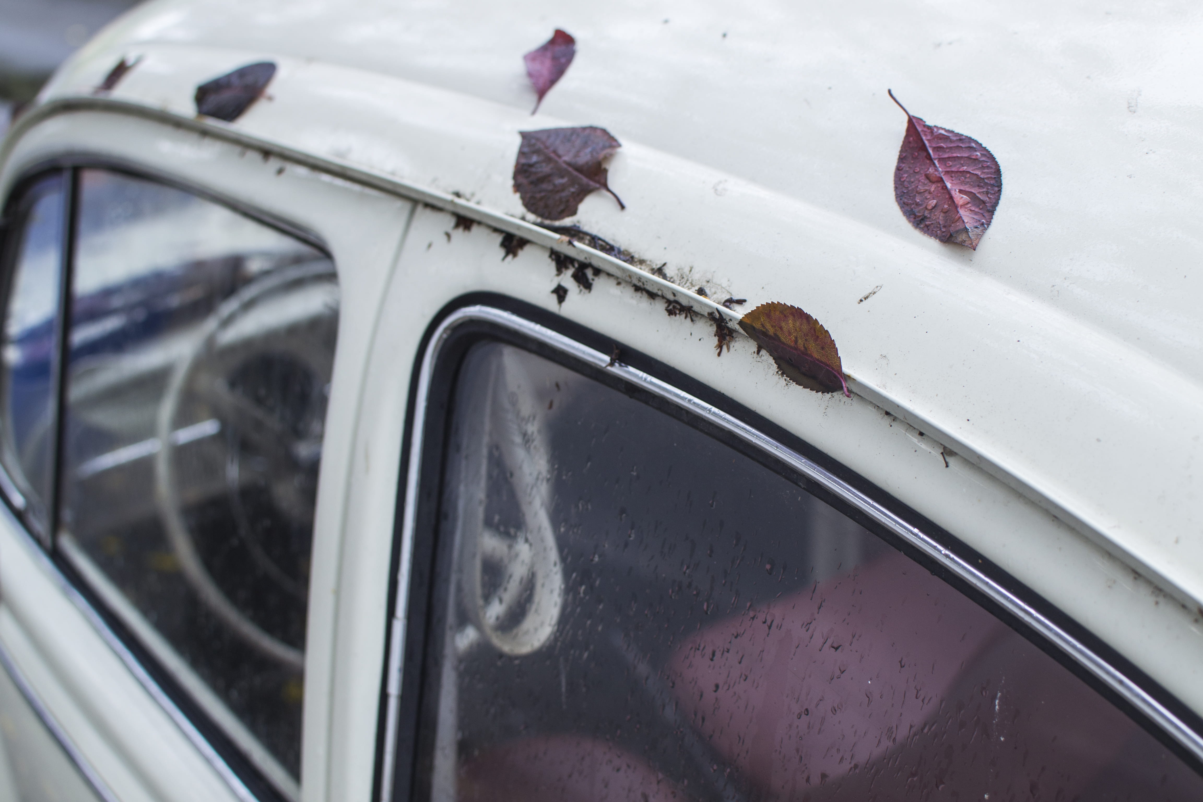 automobile, windshield wiper, autumn, elegant, beetle, transportation, close-up, classic, land vehicle, car, outdoors, leaf, mode of transportation, roof, HD Wallpaper