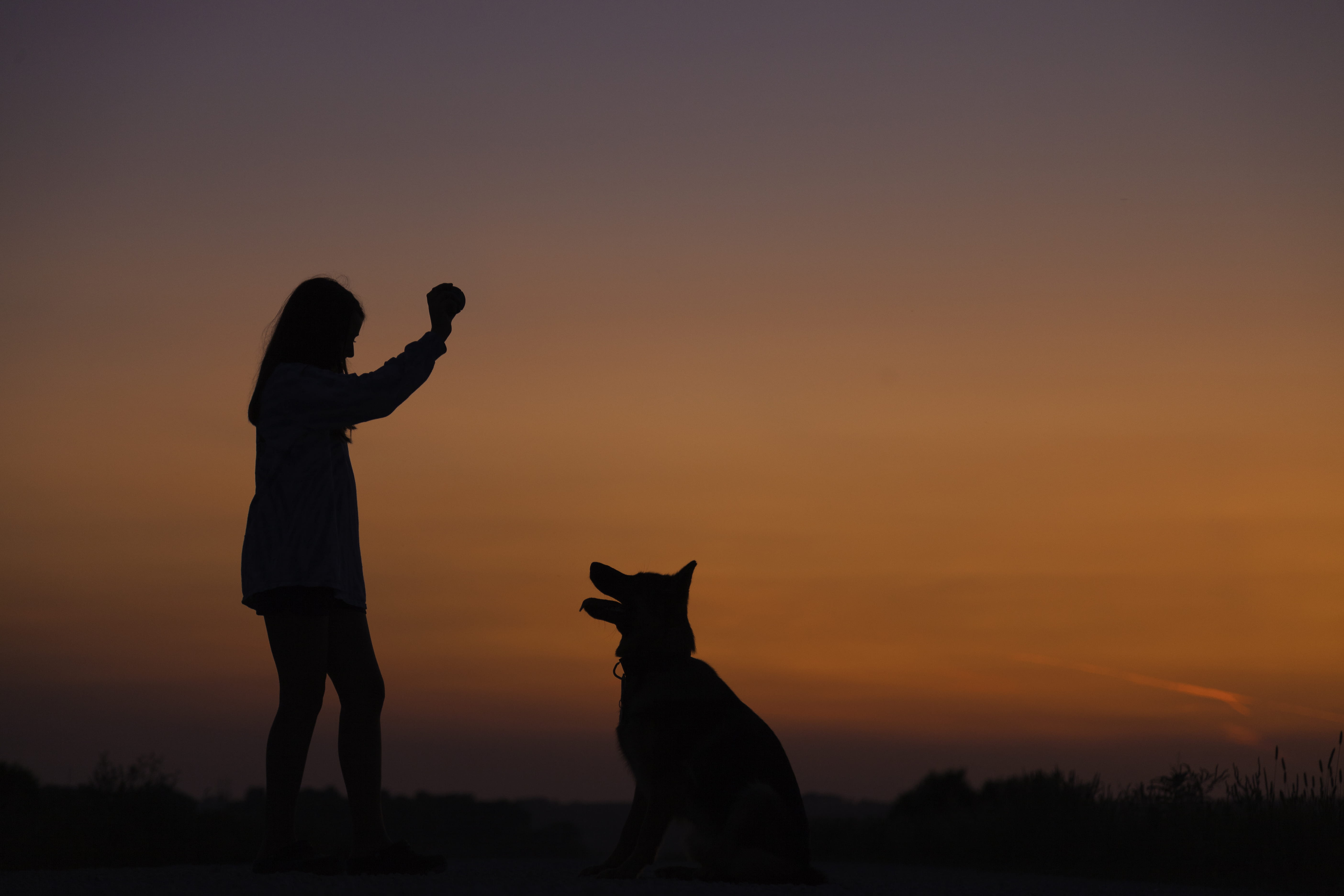 sky, domestic, silhouette, nature, puppy, adventure, domestic animals, moody, mammal, orange color, pet owner, lifestyles, one animal, adventuredog, dark, HD Wallpaper