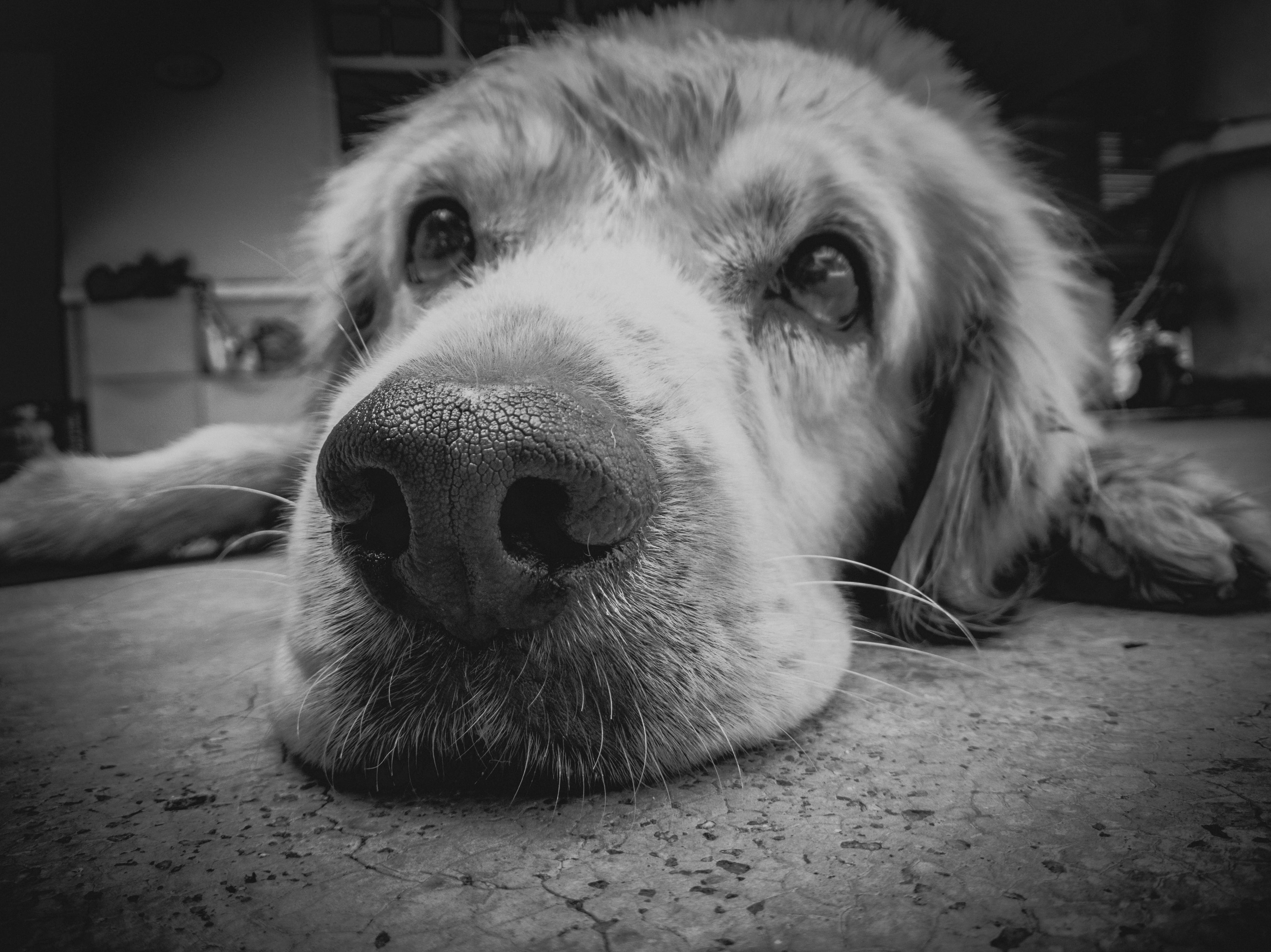 relaxation, flooring, adorable, grayscale, sadness, canine, retriever, vertebrate, pedigree, snout, animal mouth, dog, photo, looking, looking at camera, HD Wallpaper