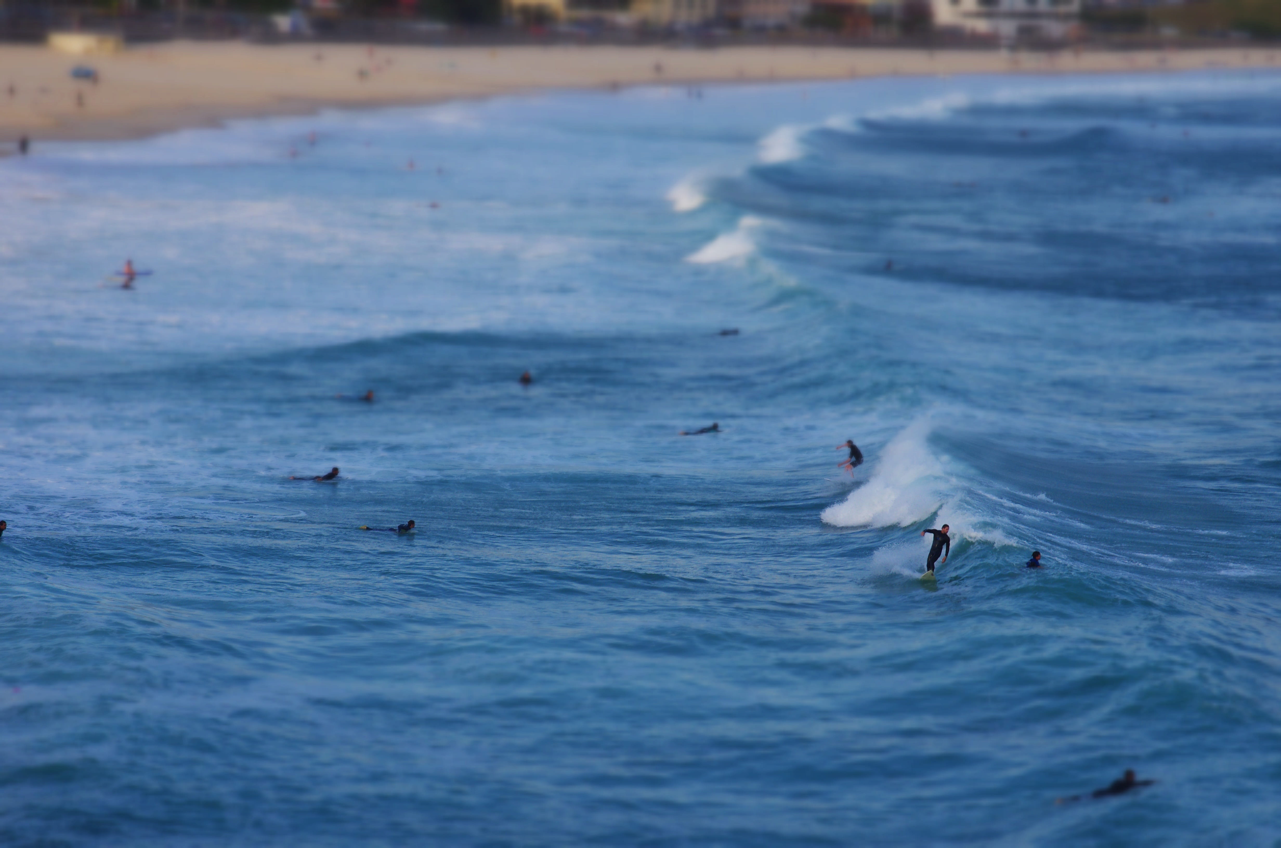 animal themes, ocean, surfboard, water, animal wildlife, sea, waterfront, coast, surfer, waves, travel, scenics - nature, leisure, animal, surf, blue, swimming, HD Wallpaper