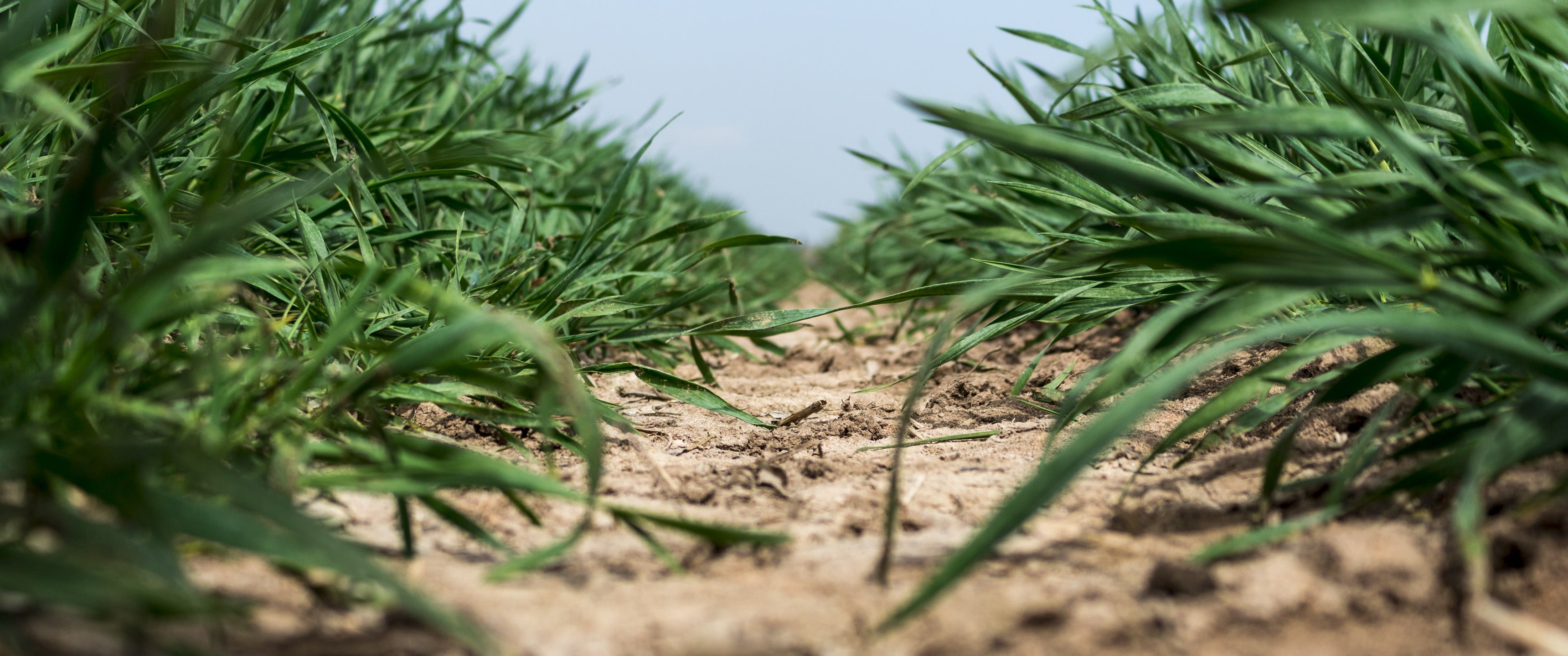 crop, tree, nature, agriculture, grass, environment, green, no people, selective focus, land, dirt, plants, plant, landscape, food, rural scene, field, HD Wallpaper