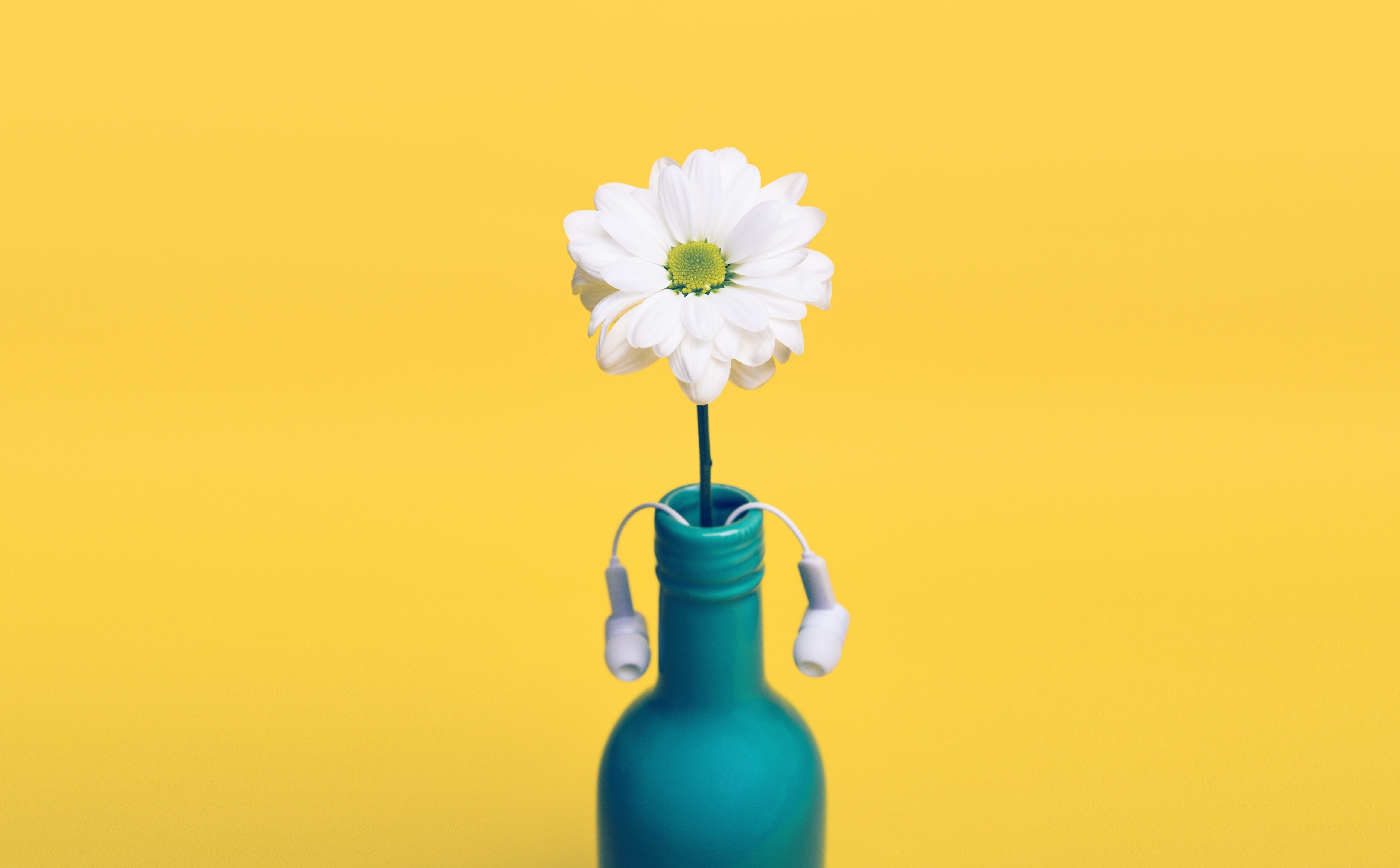 no people, Yellow, blue, white, colored background, indoors, Bottle, earbuds, flower head, Headphones, beauty in nature, nature, flowering plant, petaled, HD Wallpaper