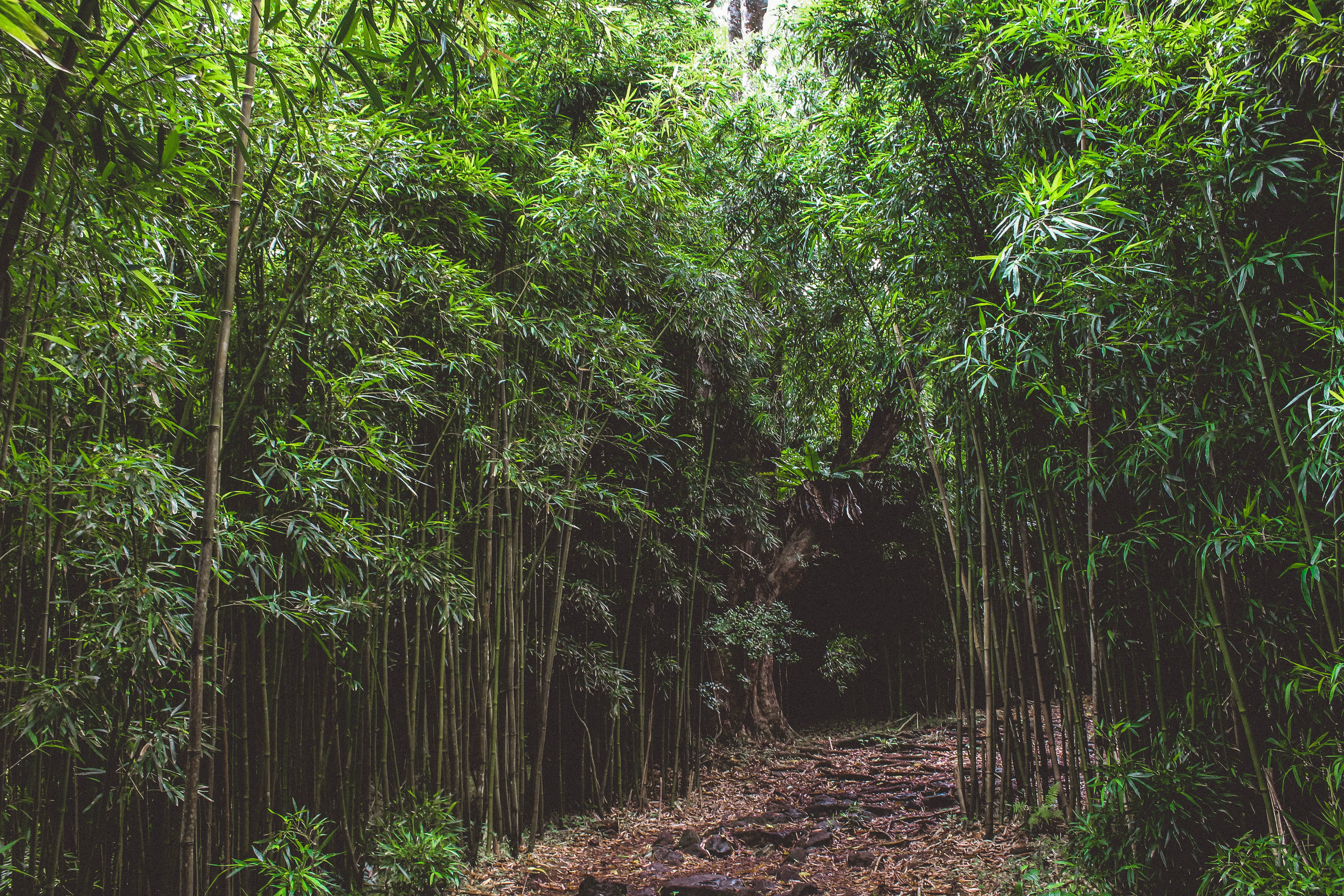rainforest, green color, nature, pathway, united states, tranquility, family, summer, maui, photography, no people, 5K, the way forward, business, woodland, HD Wallpaper