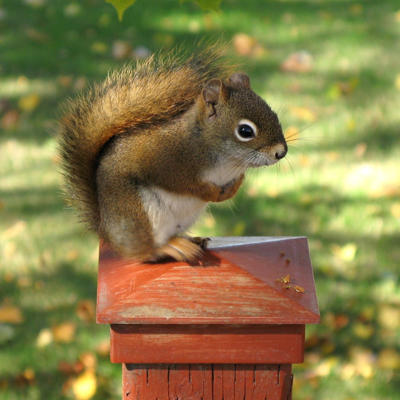 squirrel, macro photography, Red Squirrel, macro, frame, Canon PowerShot G7, outdoors, nature, Pine squirrel, rongeur, GG, cute, 720P, autumn, animal, Phone HD Wallpaper