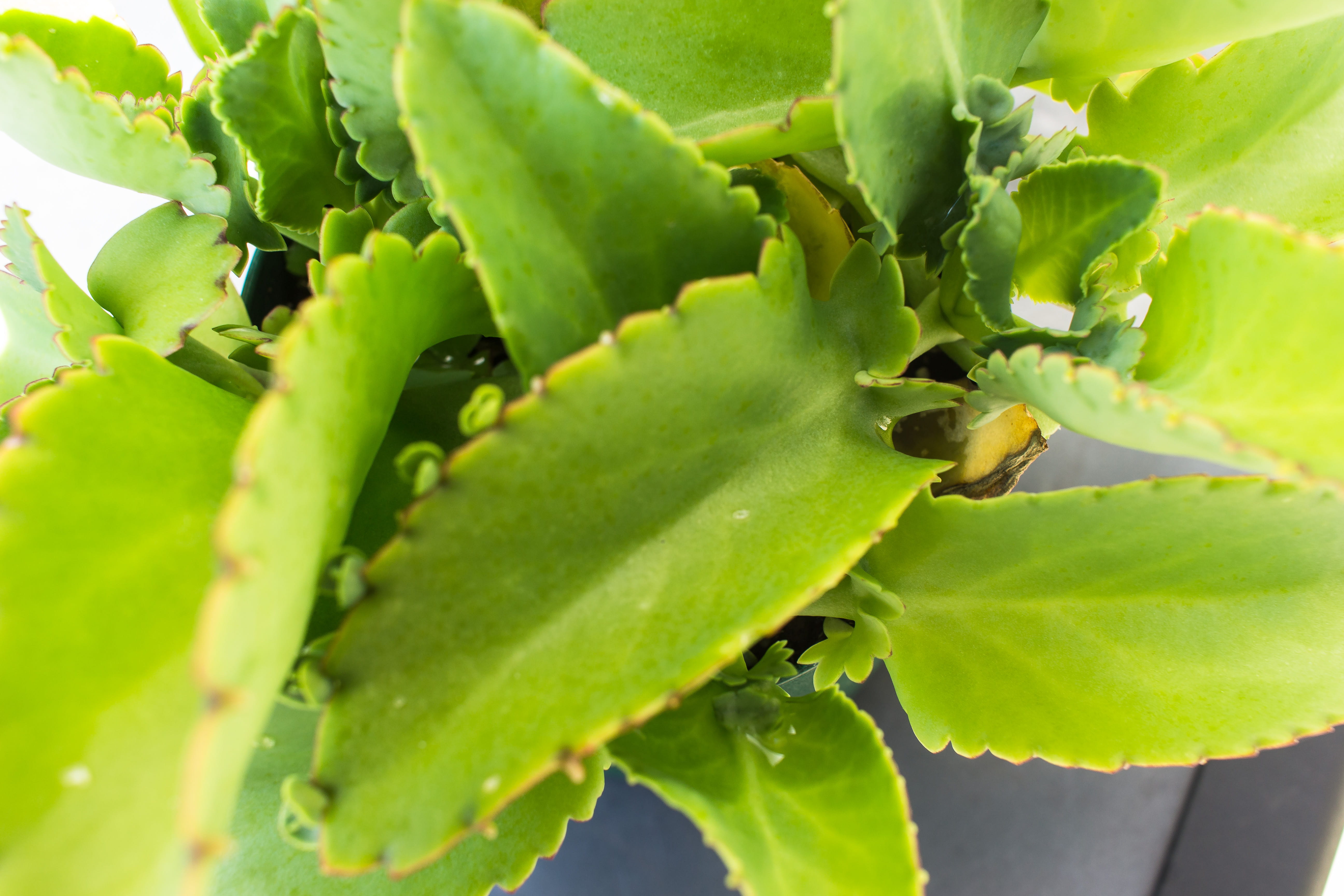 succulent plant, no people, food and drink, sunlight, healthy eating, freshness, close-up, 5K, nature, canada, outdoors, beauty in nature, plant, selective focus, HD Wallpaper