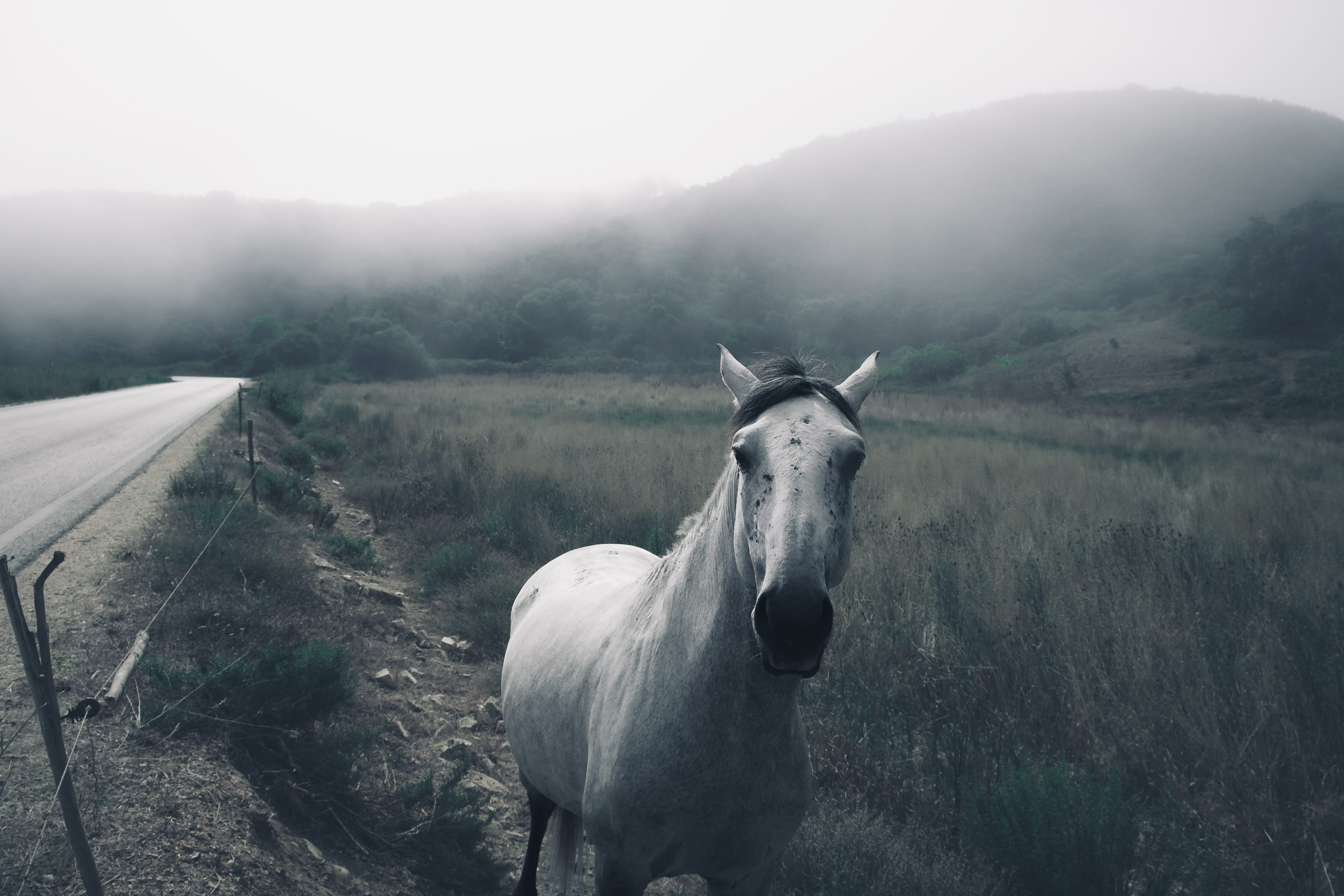 day, 5K, forest, vertebrate, landscape, no people, pets, land, odemira, herbivorous, trees, domestic, animal wildlife, animal, animal head, one animal, HD Wallpaper