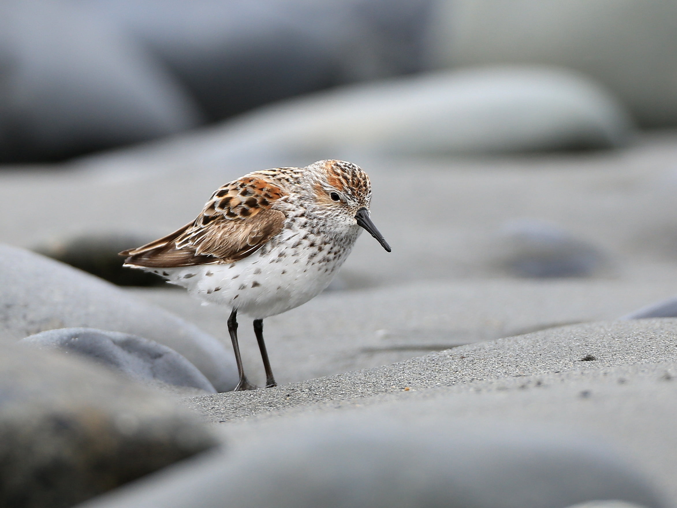 western, photo, white, 1080P, wildlife, bird, sea bird, sea, animal, wesa, close up, beach, brown, sandpiper, outdoors, Western Sandpiper, close, nature, HD Wallpaper