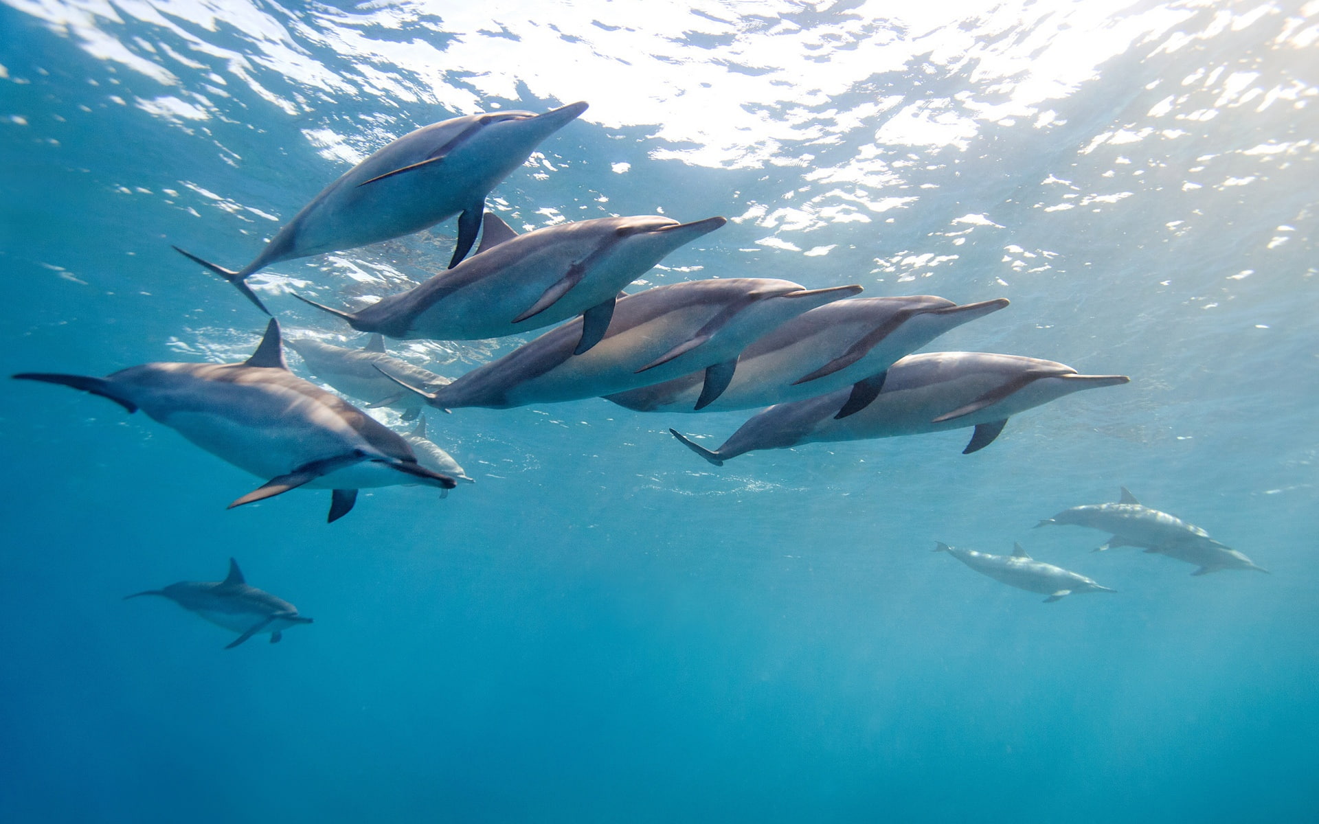 Blue, Dolphin, 1080P, Hawaii, nosed, Animals, Long, close, Ocean, HD Wallpaper