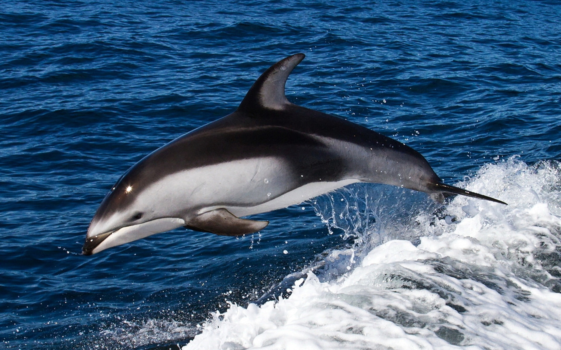 1080P, sea, swimming, water, dolphin, HD Wallpaper
