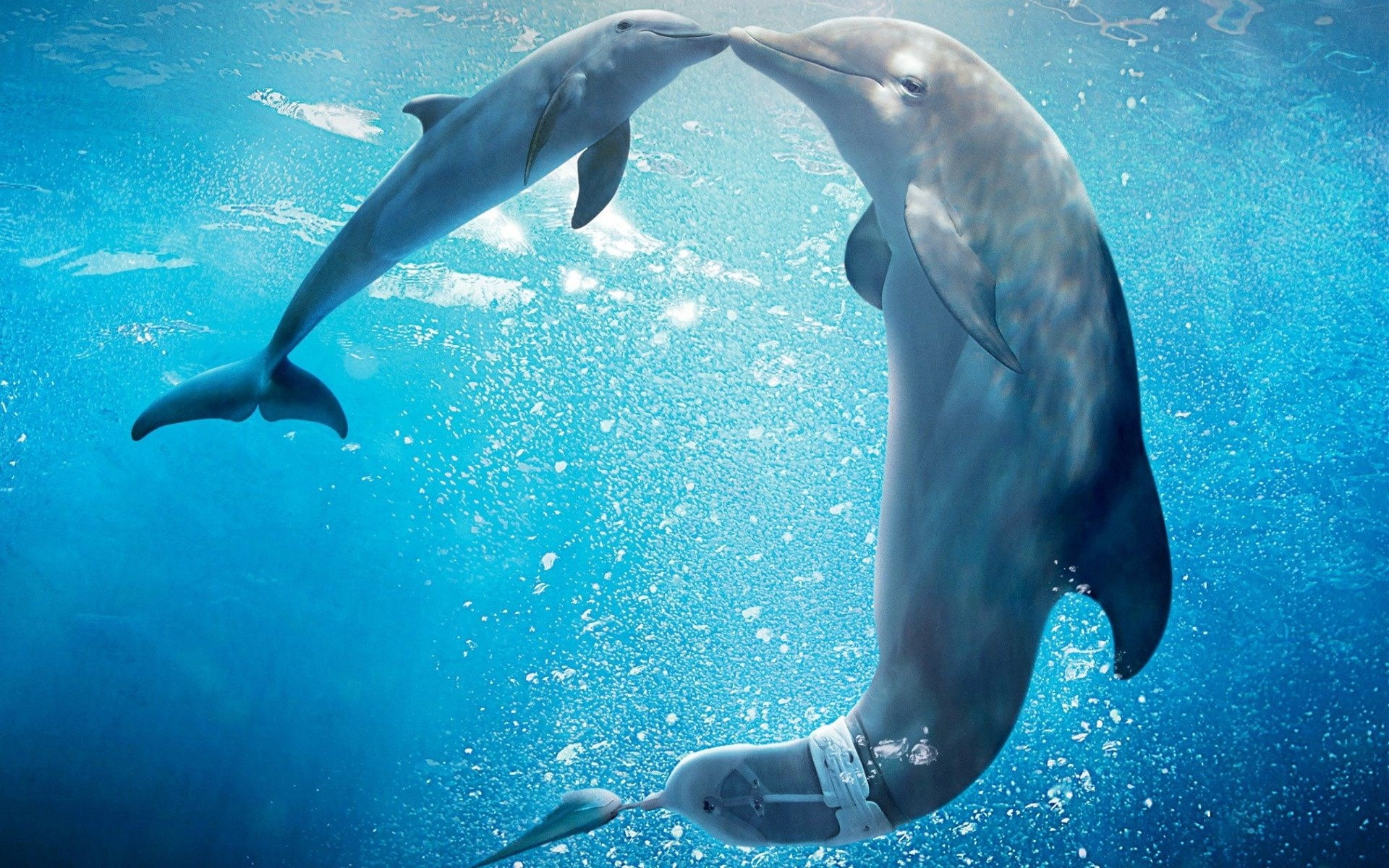 nature, dolphin  desktop backgrounds, 1080P, outdoors, undersea, mammal, sea life, two animals, underwater, animal, aquatic mammal, animal themes, sea, HD Wallpaper