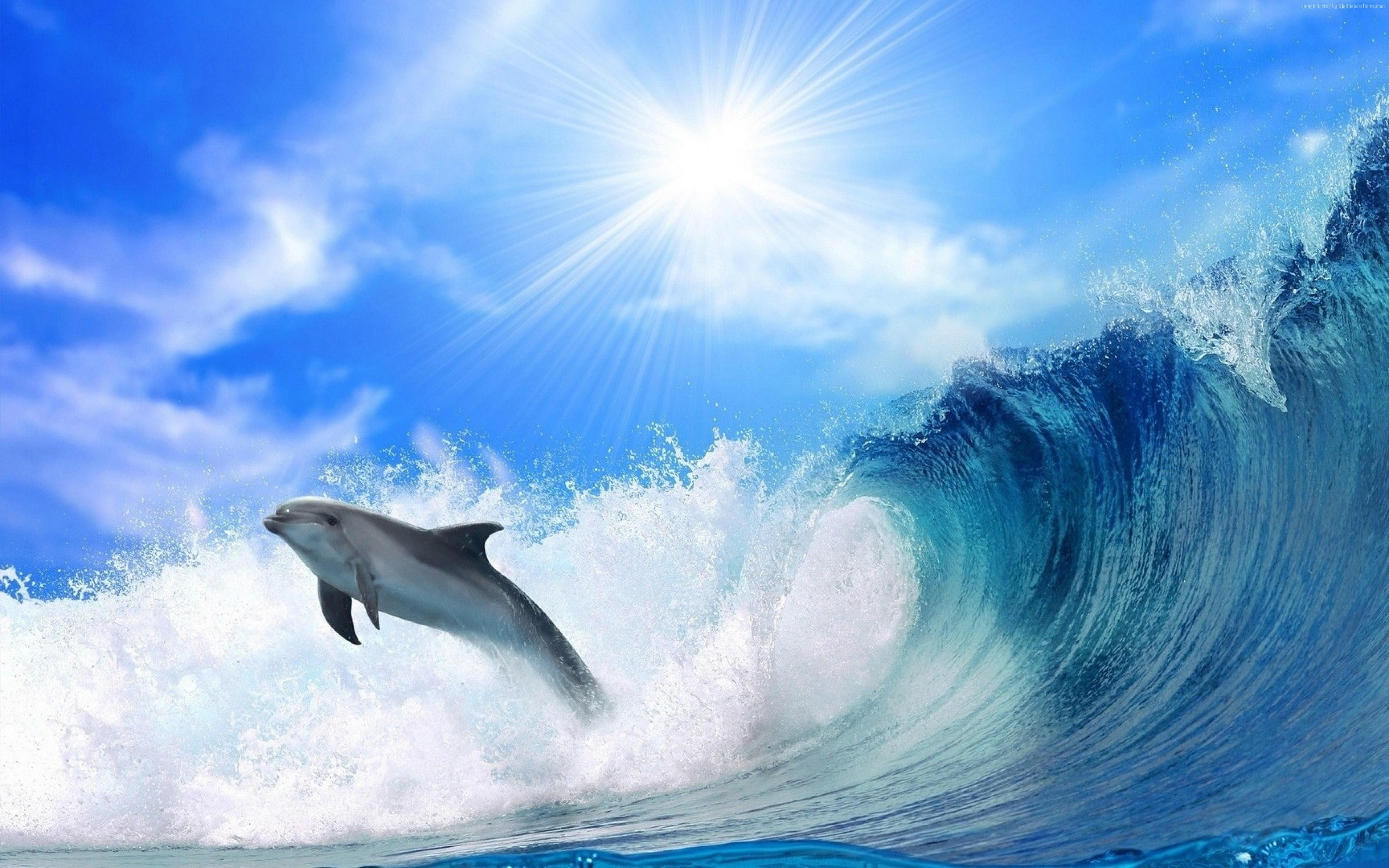4K, ocean, 4K, dolphin, HD Wallpaper