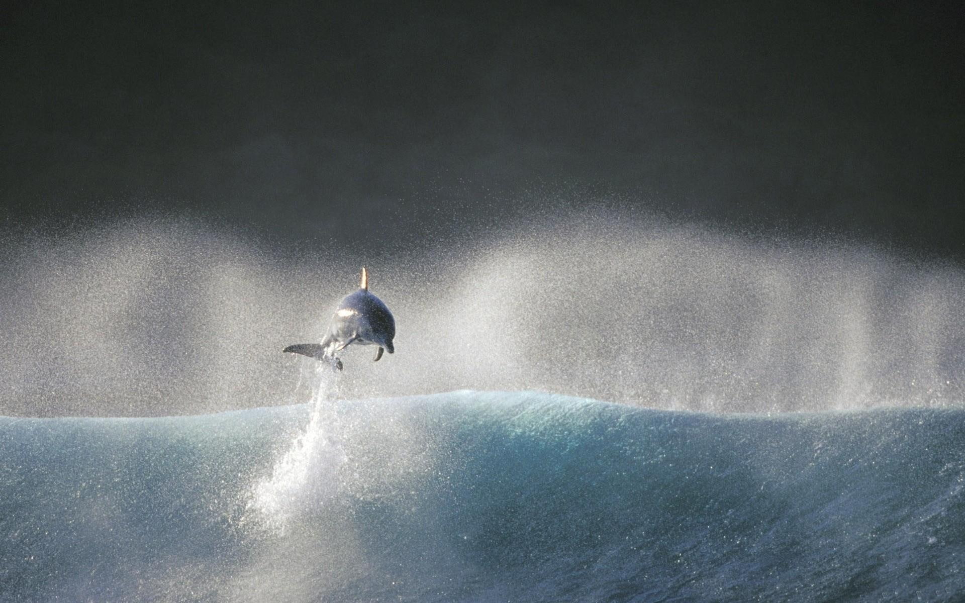 dolphin, jumping, animals, ocean, animal, water, 1080P, HD Wallpaper
