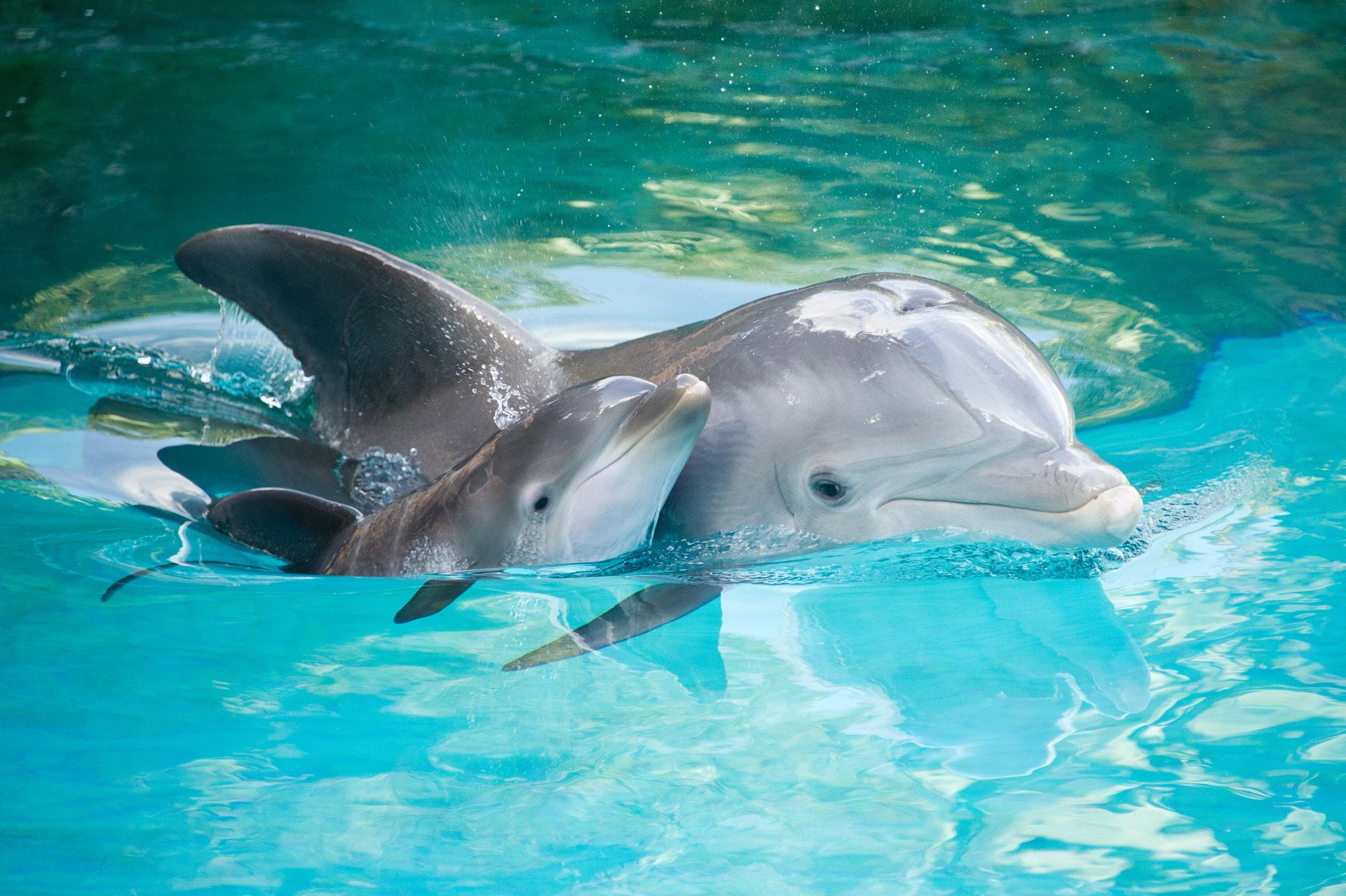 Love, Close-Up, Animal, Dolphin, Baby Animal, 1080P, HD Wallpaper