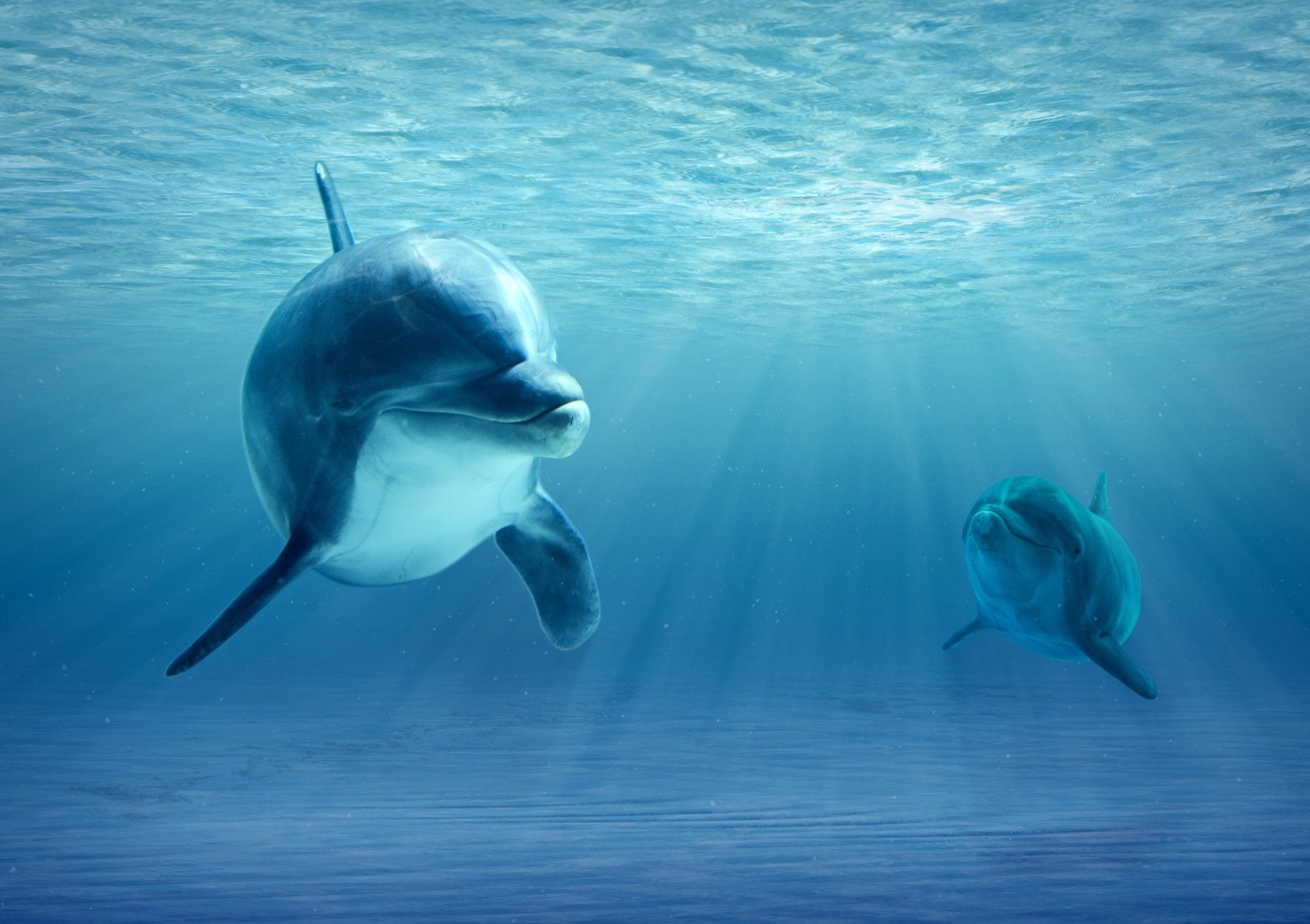 Animal, Dolphin, Underwater, Sea Life, Sunbeam, Baby Animal, 1080P, HD Wallpaper