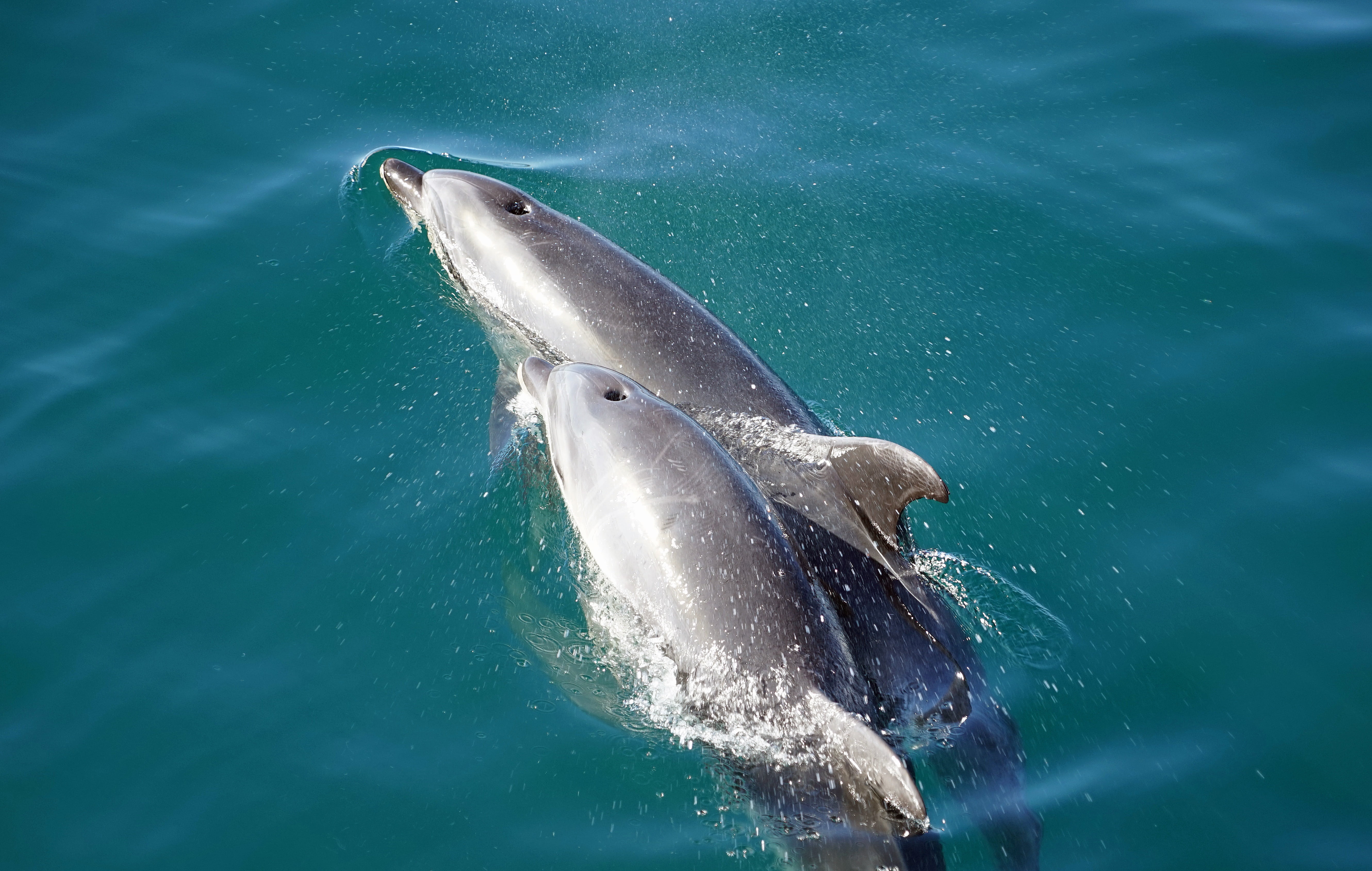 floating, sea life, bay of islands, dolphin, turquoise colored, 5K, nature, meeresbewohner, animal wildlife, fish, animal, vertebrate, one animal, marine mammals, HD Wallpaper