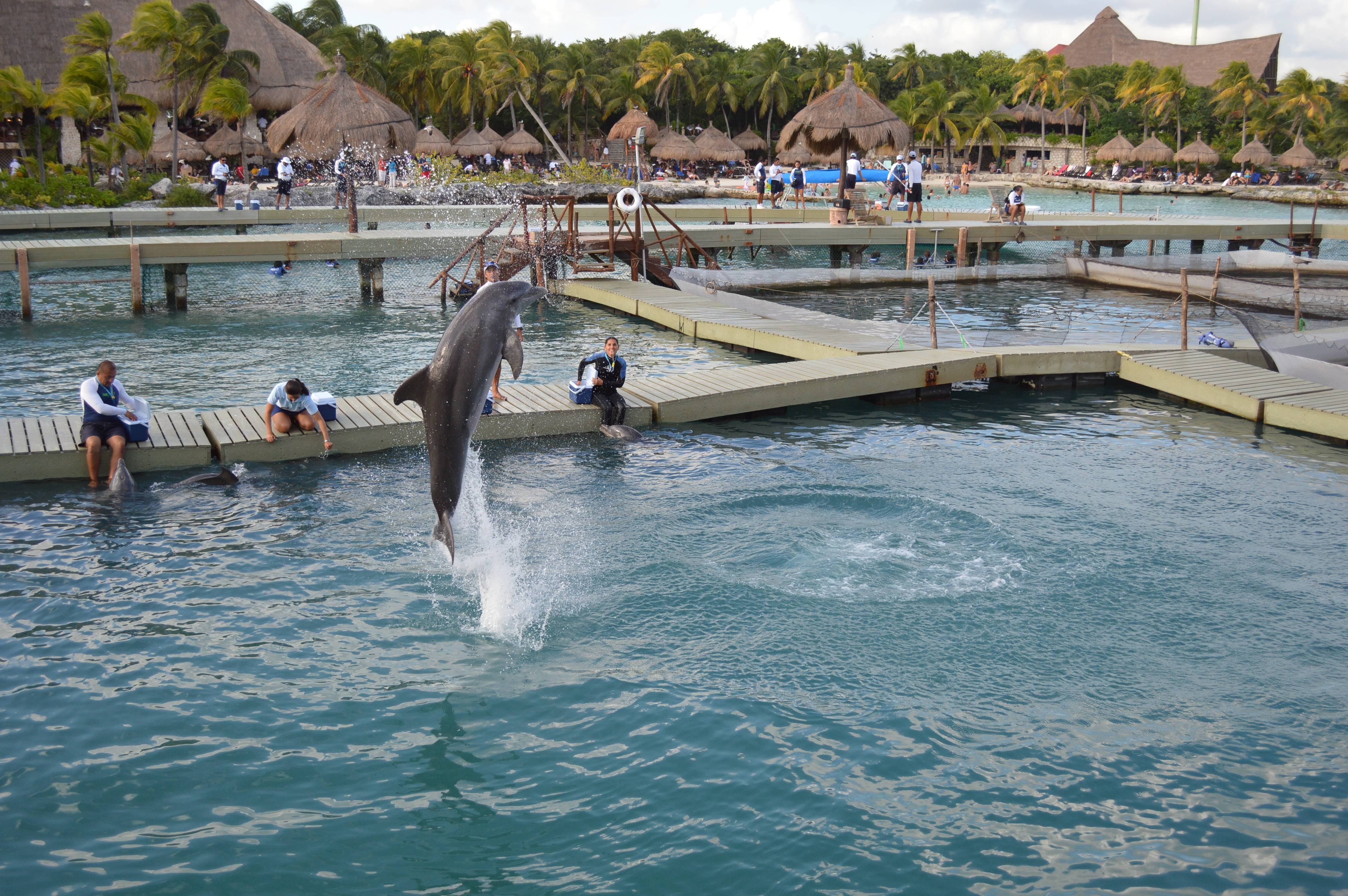 large group of people, waterfront, men, nature, built structure, water, outdoors, crowd, dolphin, real people, transportation, architecture, jump, 4K, HD Wallpaper